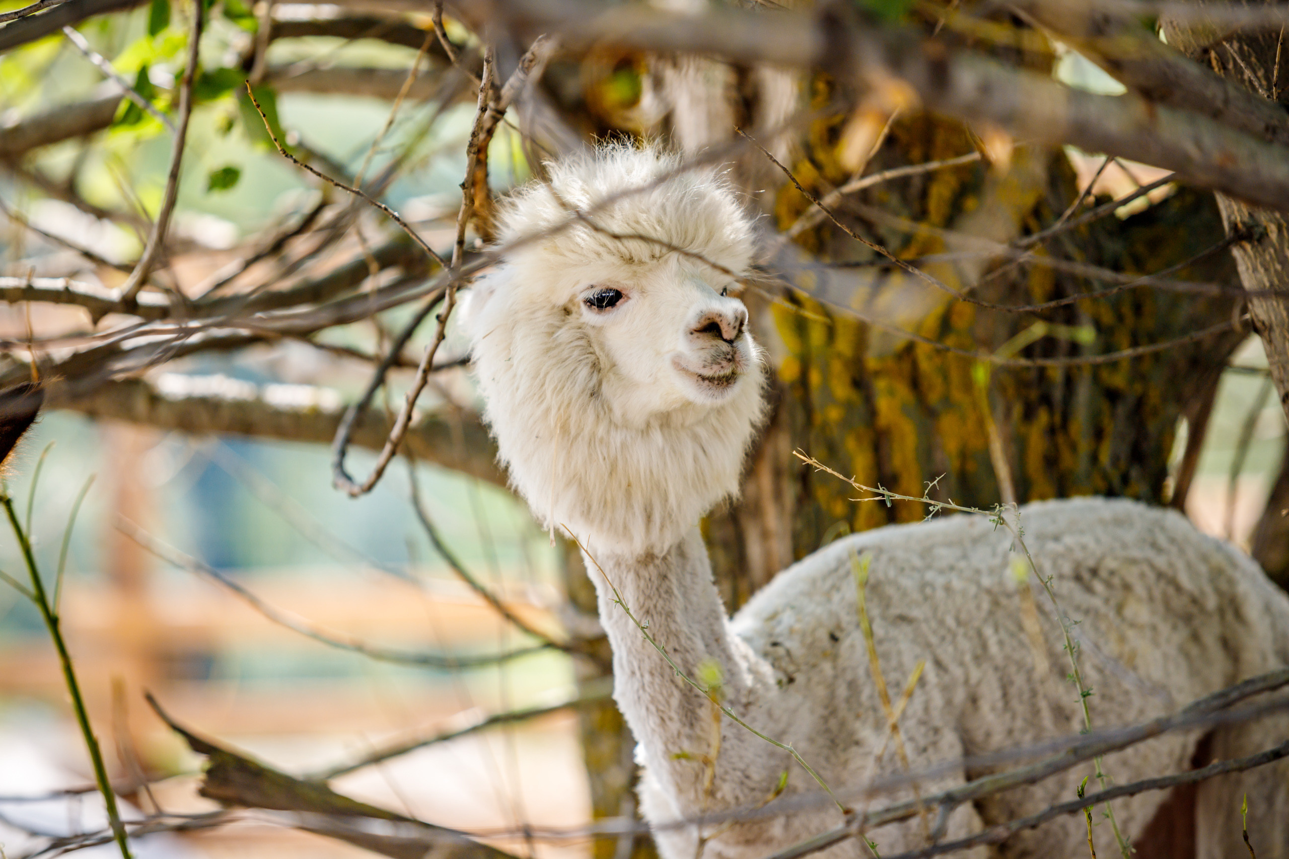 Альпака-парк, анонс. Марк Шишкин — репортажный фотограф в Воронеже и России