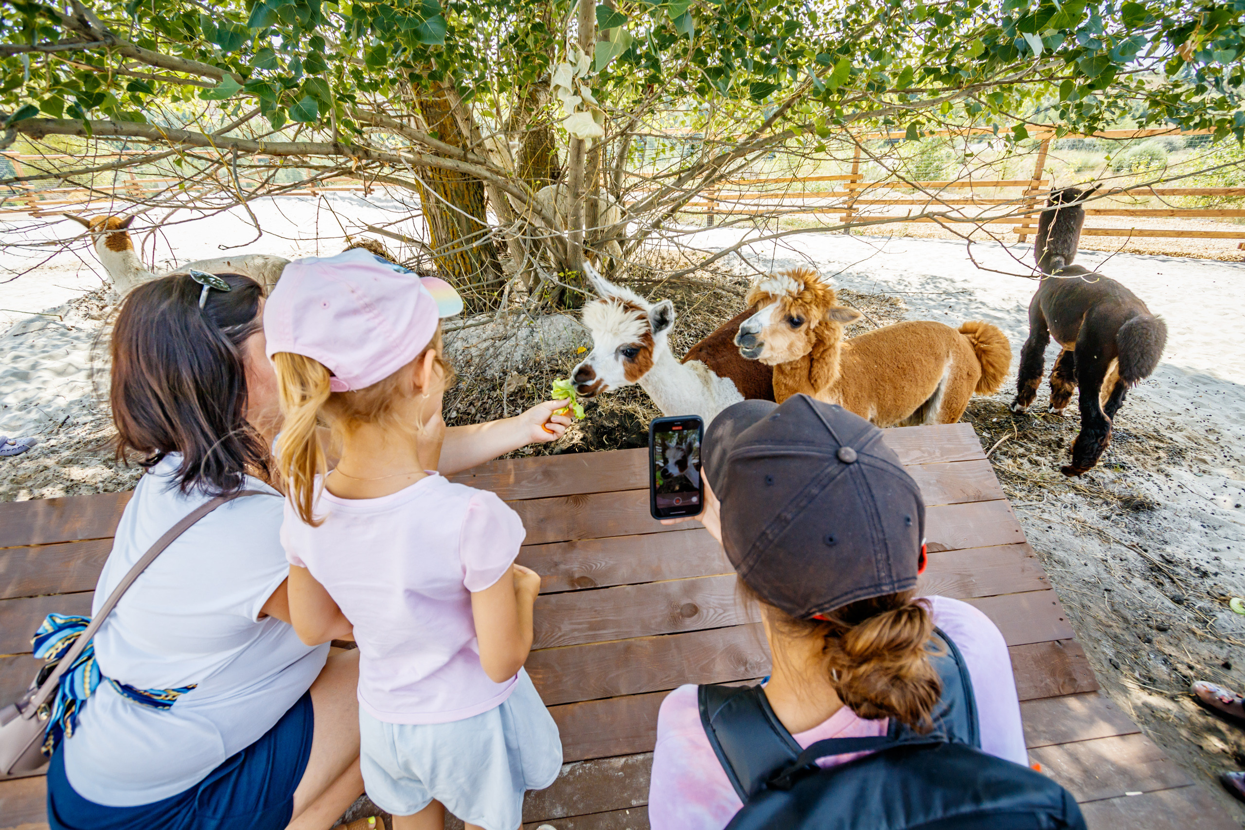 Альпака-парк, анонс. Марк Шишкин — репортажный фотограф в Воронеже и России