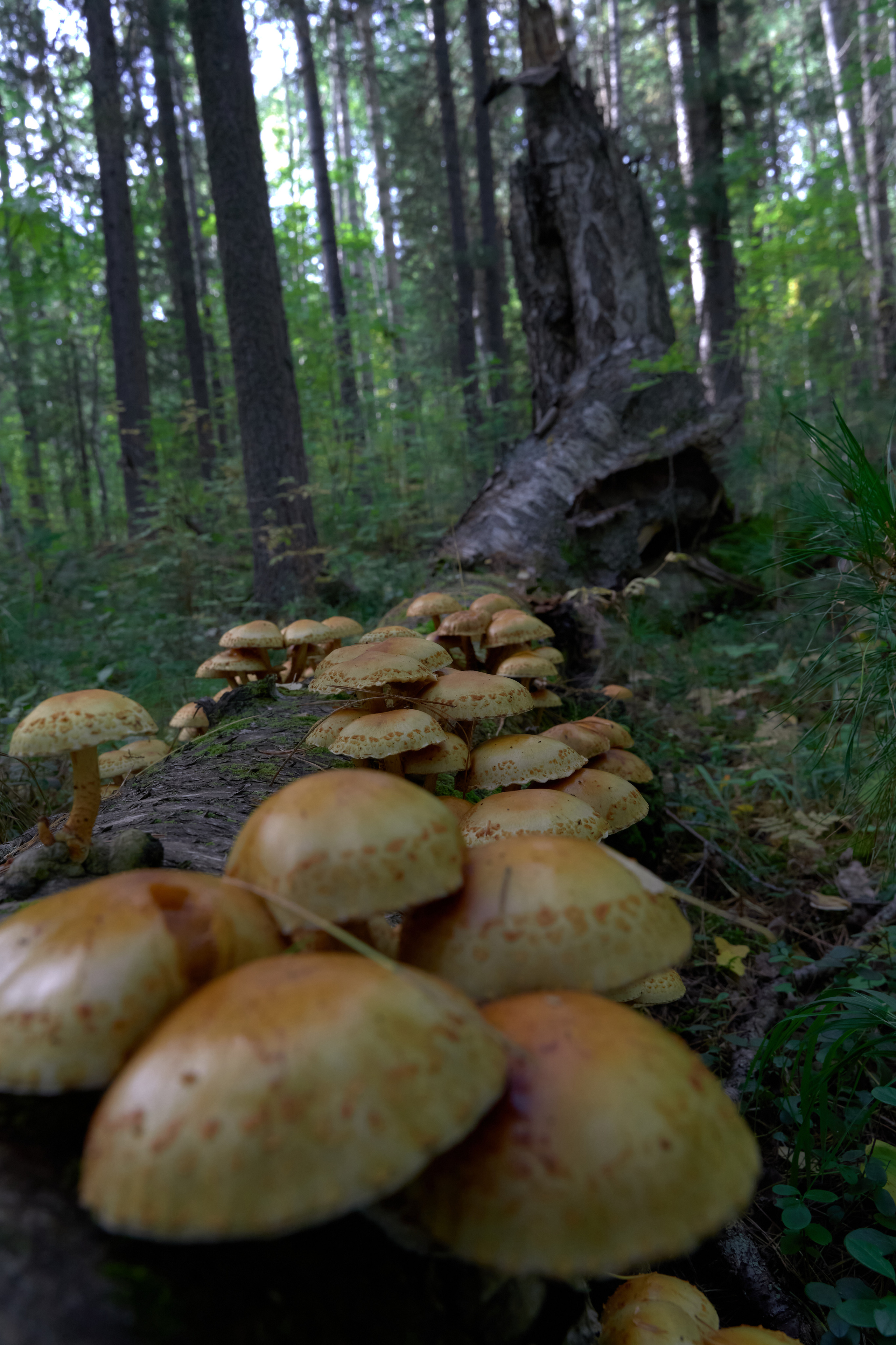 Фотограф Перминова Евгения