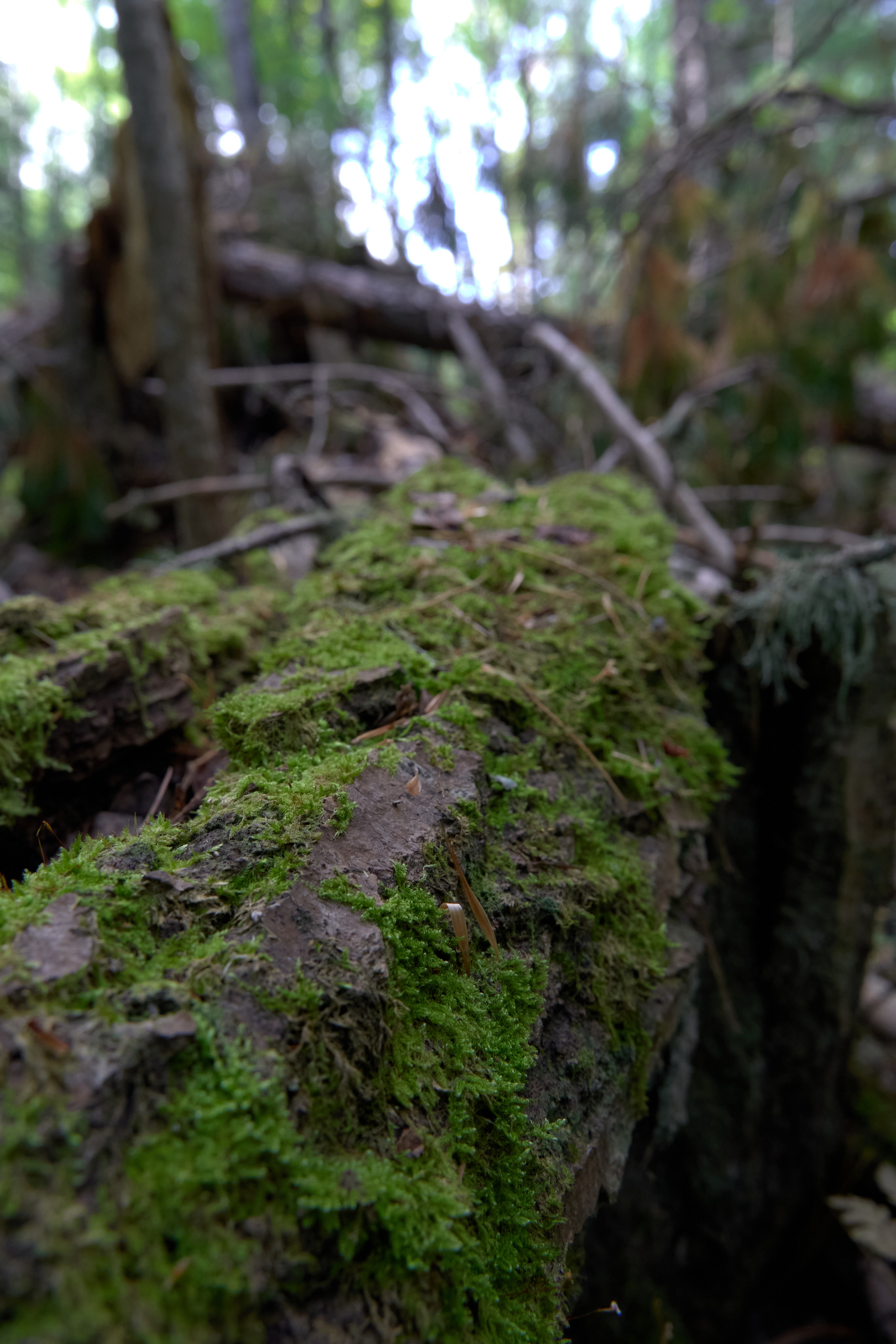 Фотограф Перминова Евгения