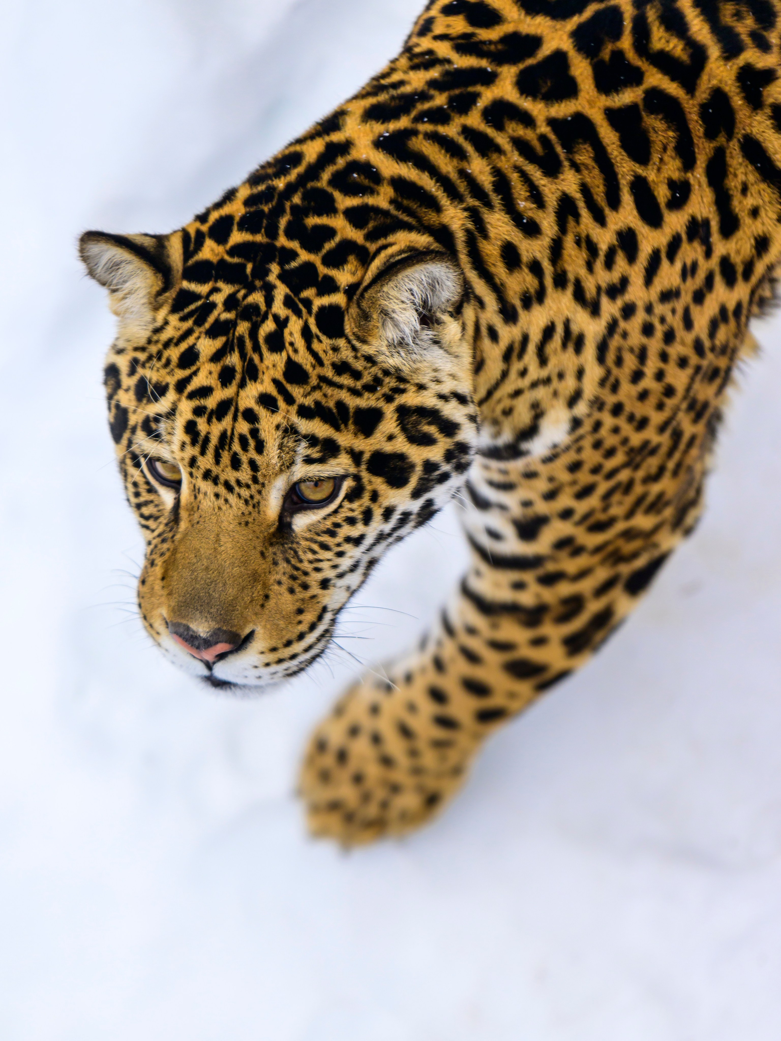 Подмосковный сафари-парк. Wildlife photography by Sergey Puponin