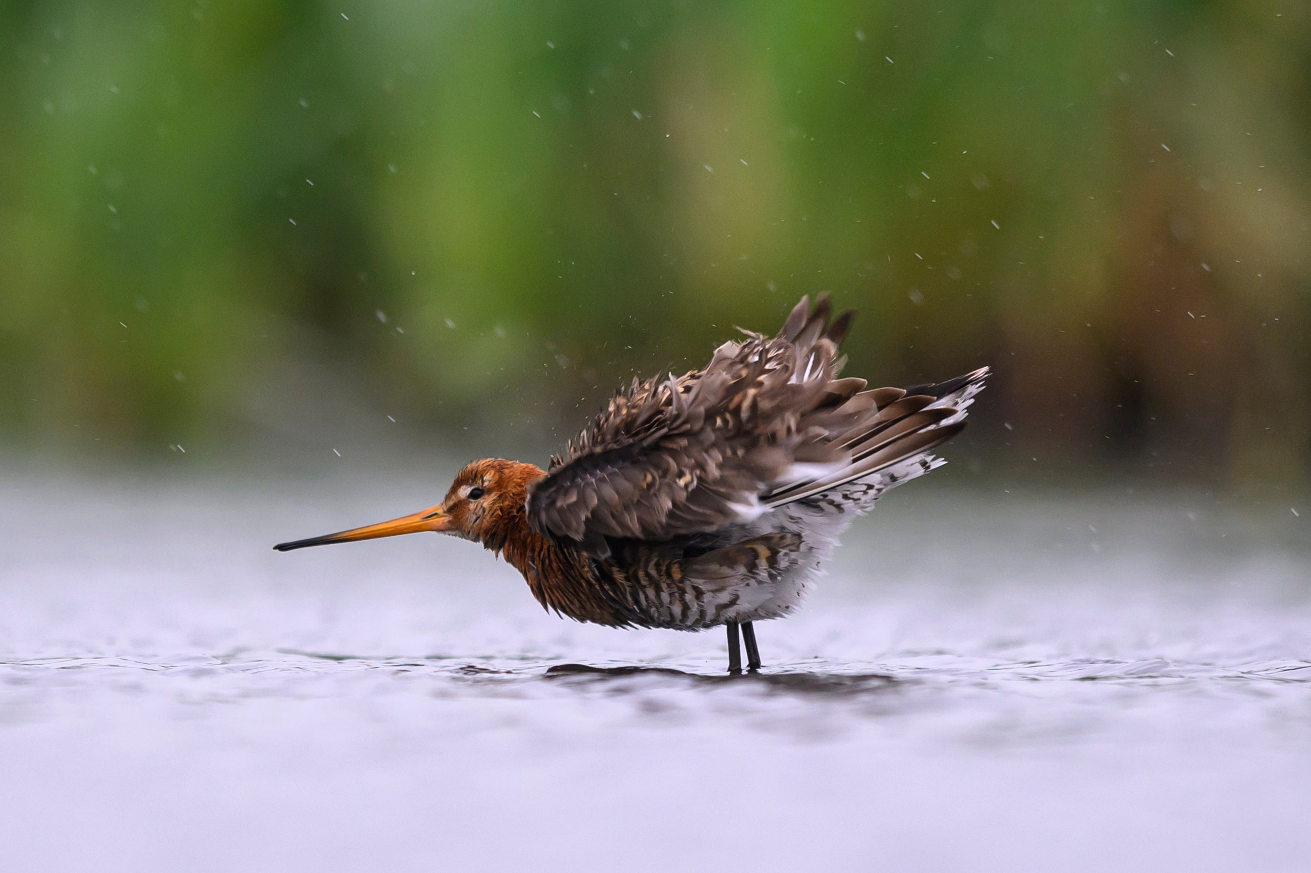 Поручейники и большой веретенник. Wildlife photography by Sergey Puponin