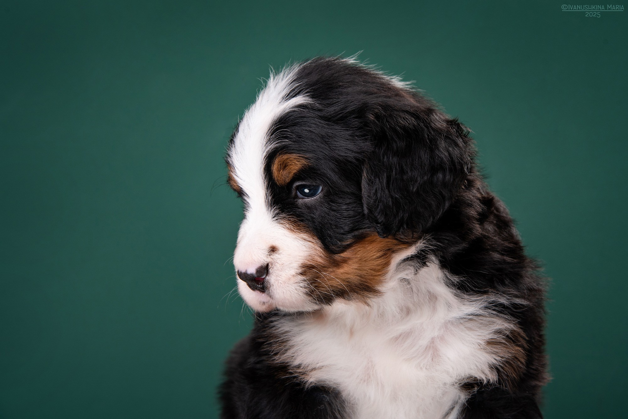 Фотосессия щенков на фонах. Фотограф собак в Москве и Московской области Иванушкина Мария