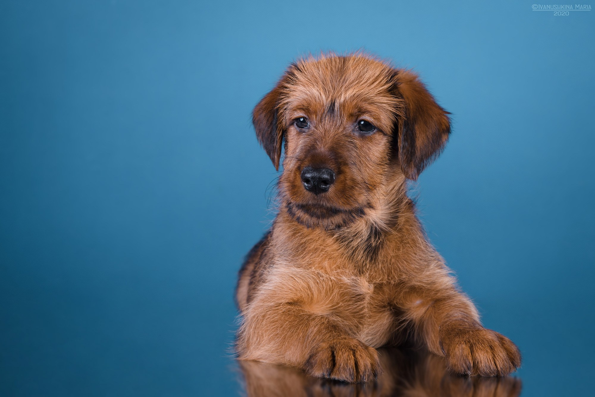 щенок ирландского терьера