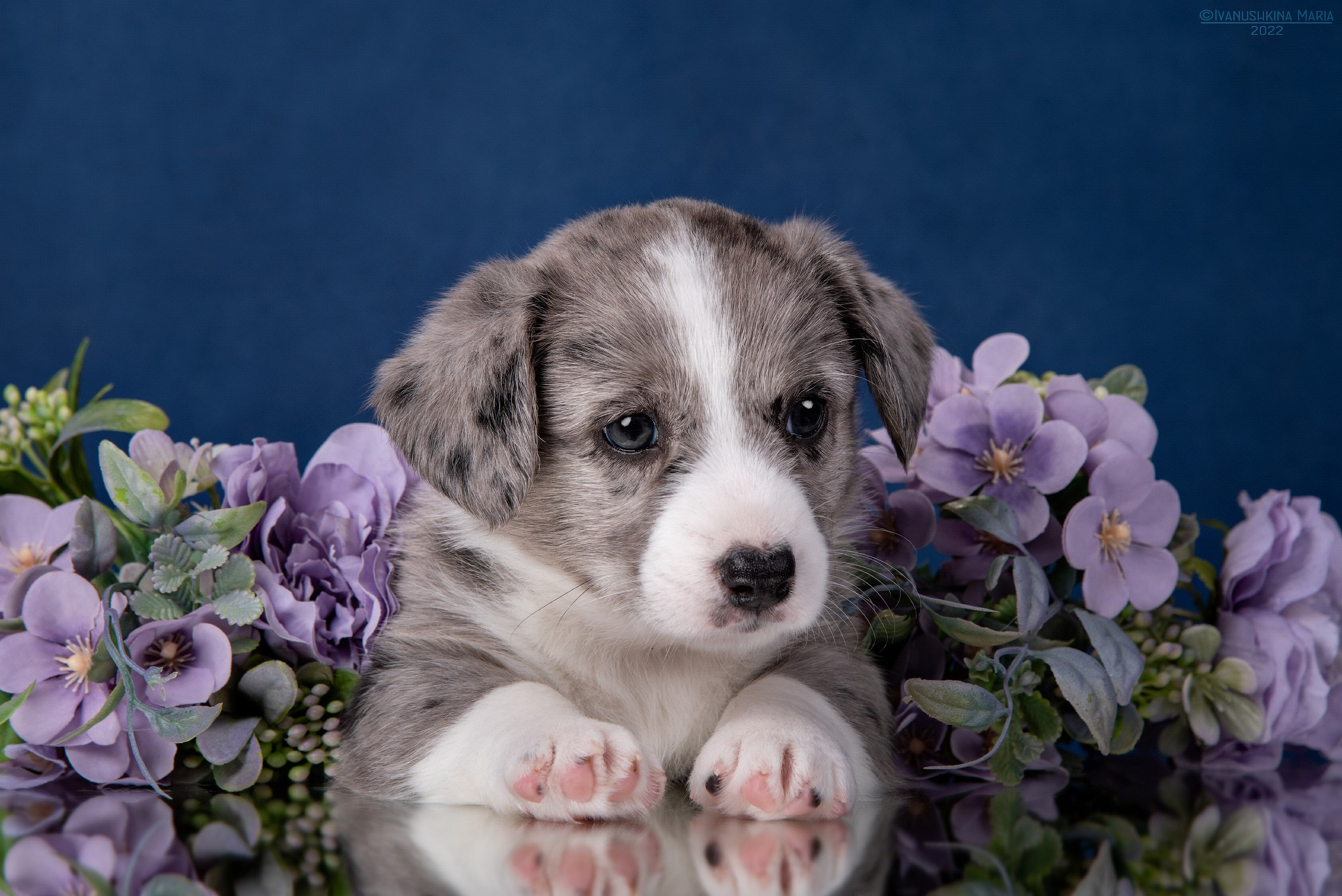 Фотосессия щенков на фонах. Фотограф собак в Москве и Московской области Иванушкина Мария