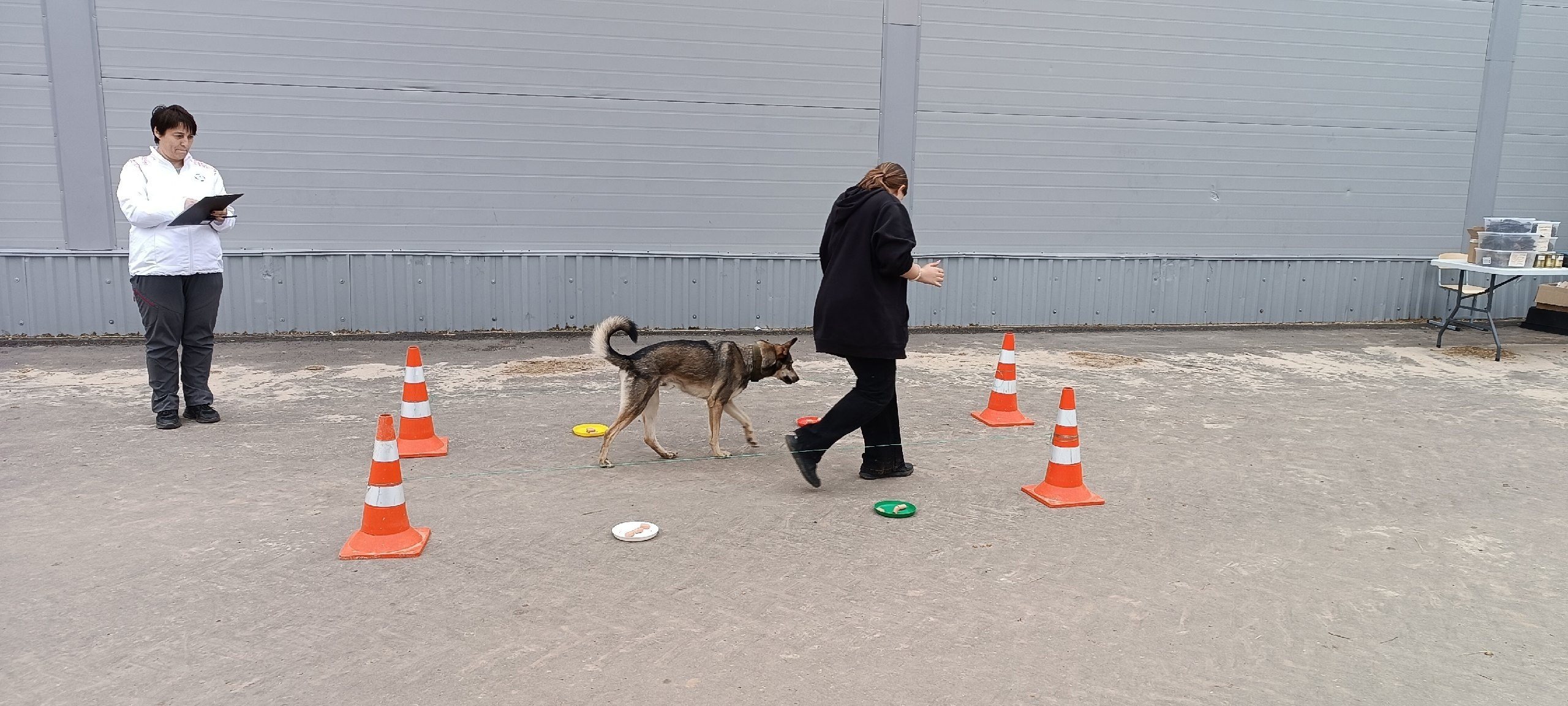 Кинологические старты. НРОО КЦ "Собаковод"