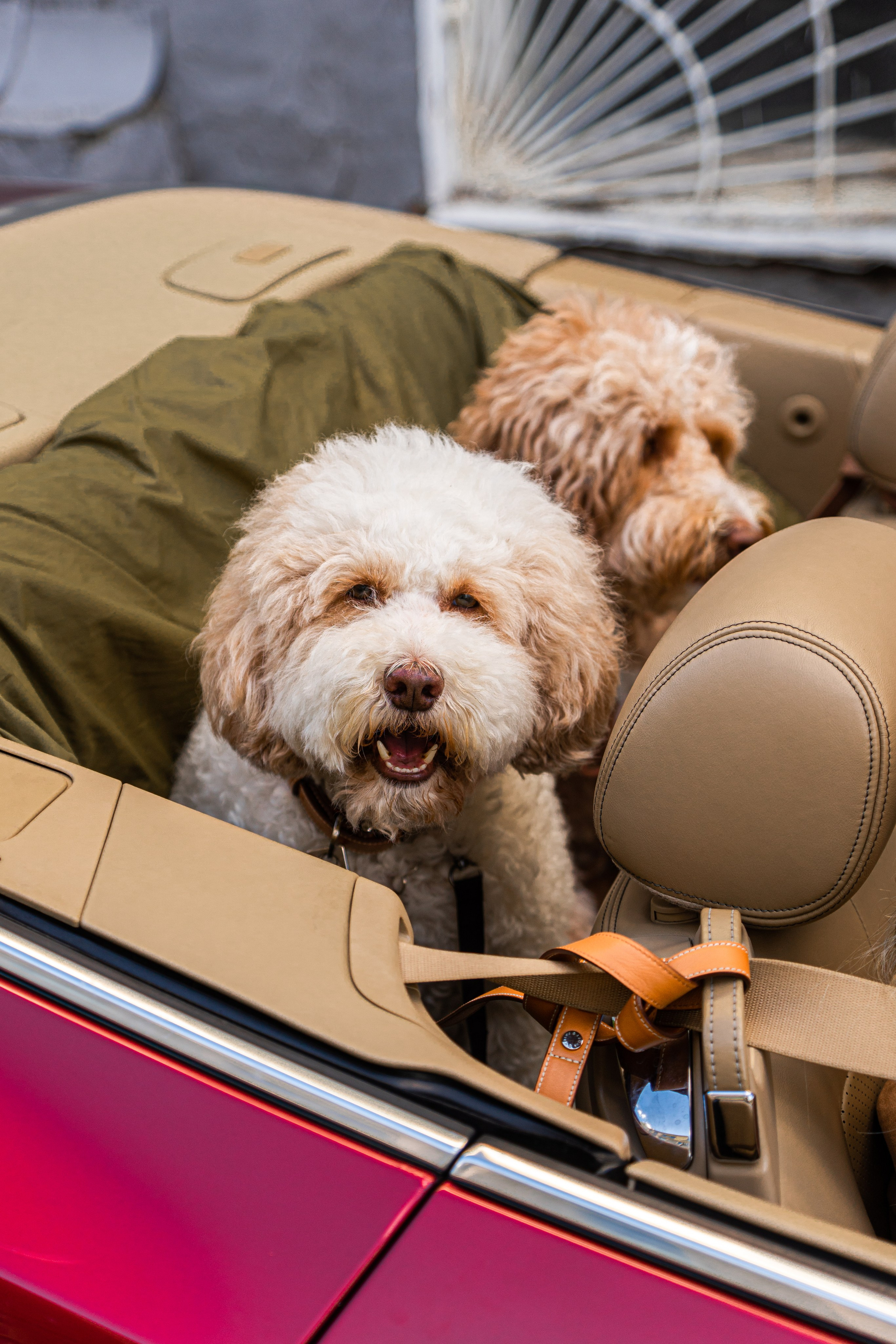Фотосъемка груминг салона , съемка собак в кабриолете. Жуков Илья свадебный фотограф в Москве