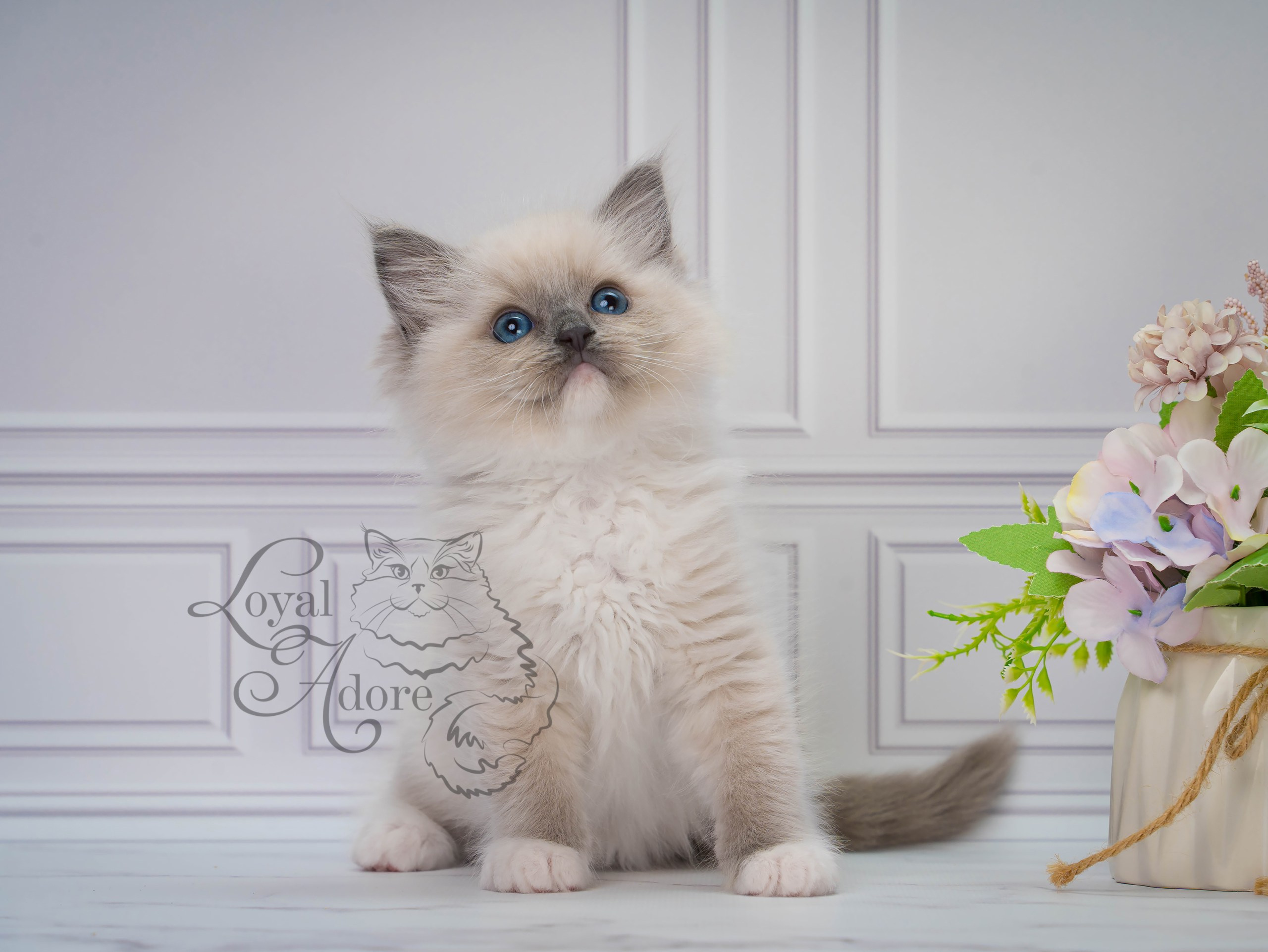 Все свободные котята. Питомник рэгдолл Loyal Adore