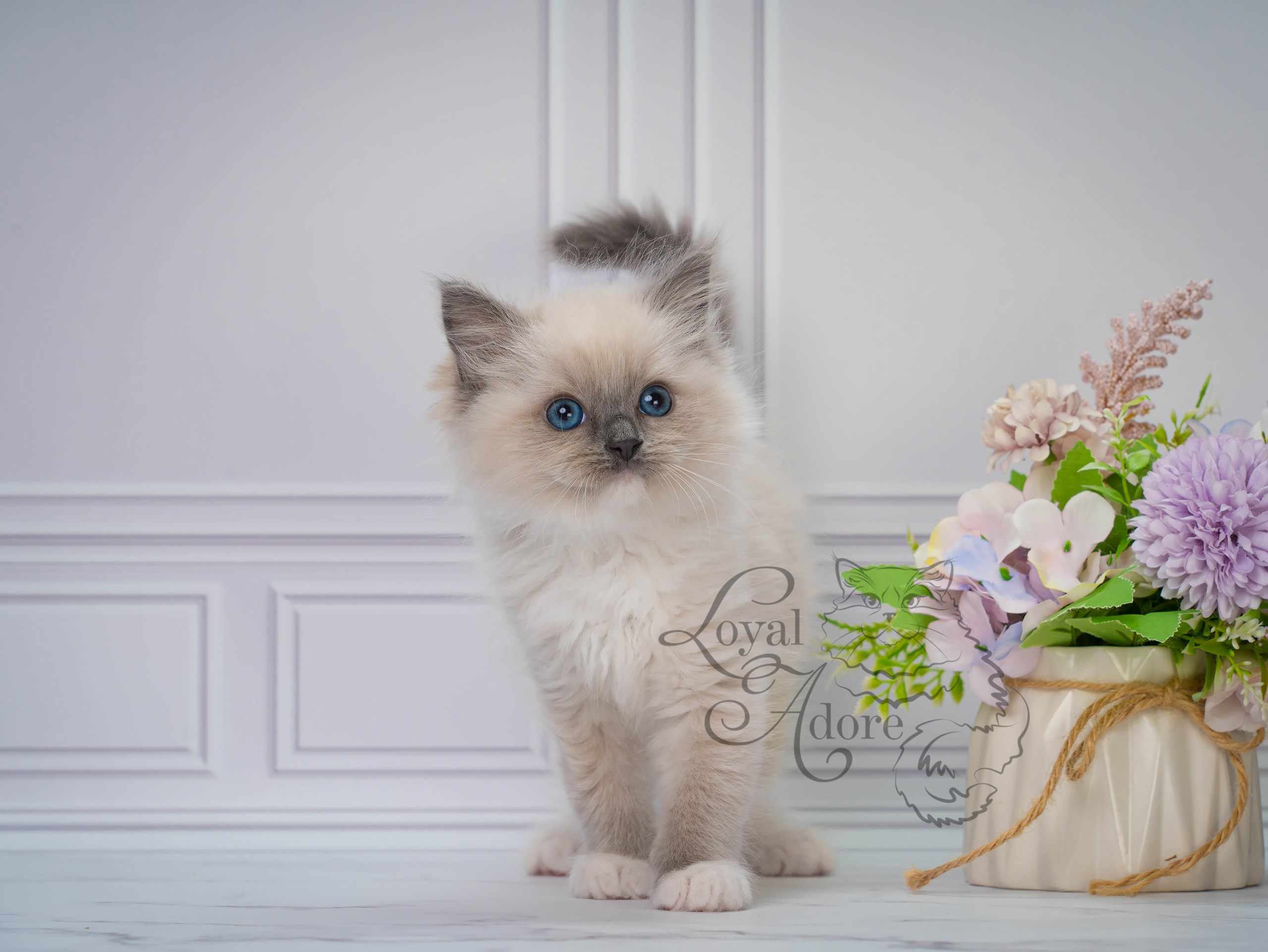 Котята рэгдолл от Loyal Adore. Питомник рэгдолл Loyal Adore