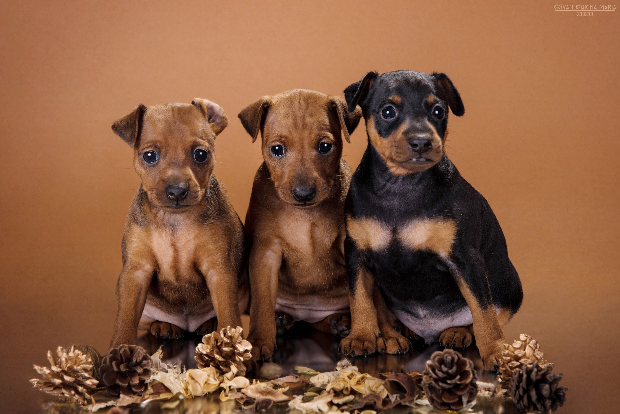 щенки цвергпинчера