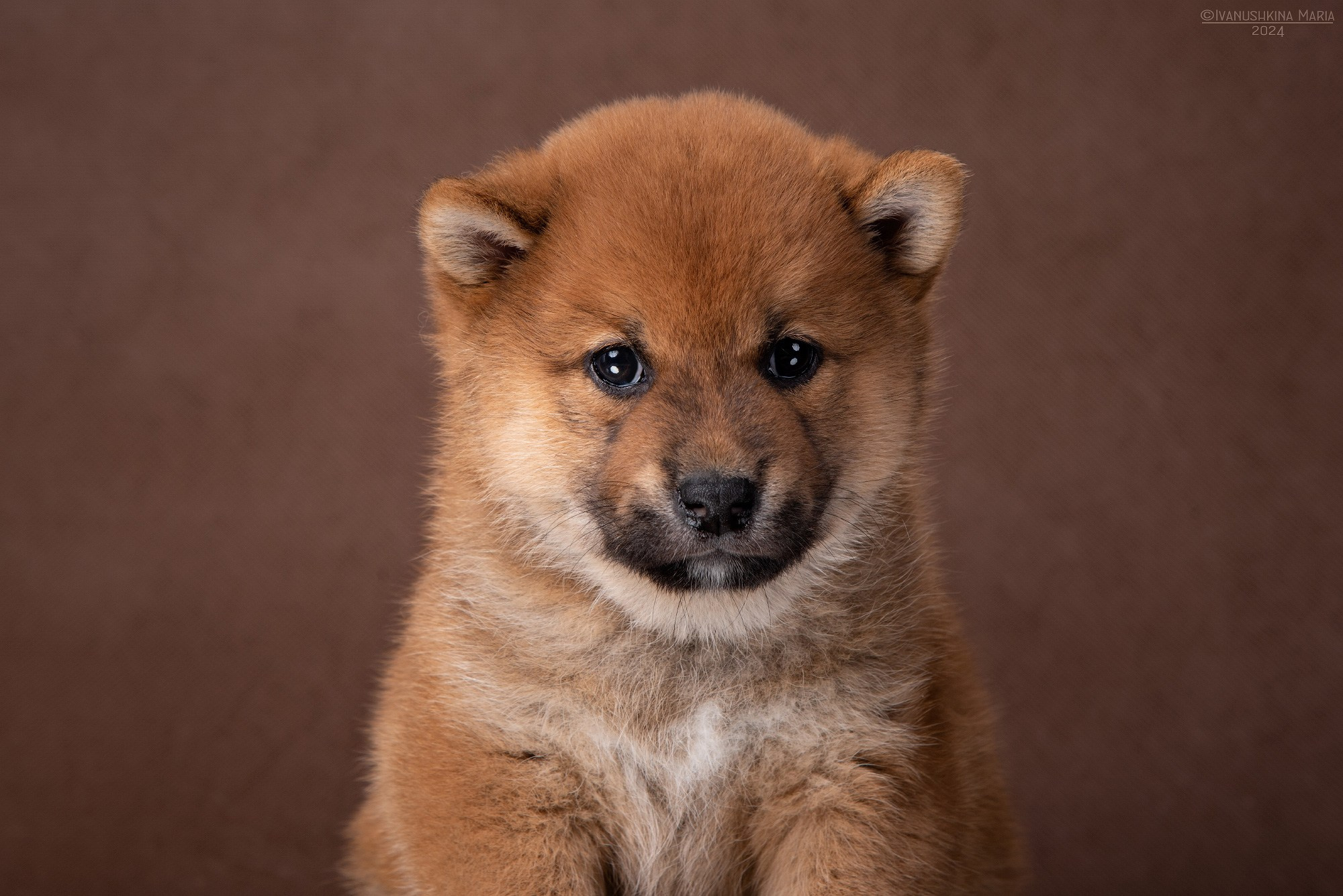 Фотосессия щенков на фонах. Фотограф собак в Москве и Московской области Иванушкина Мария