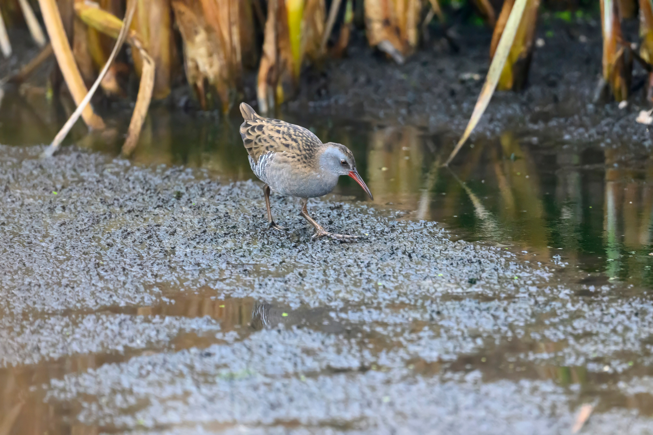 Водяной пастушок и кормовой стог ондатры. Wildlife photography by Sergey Puponin