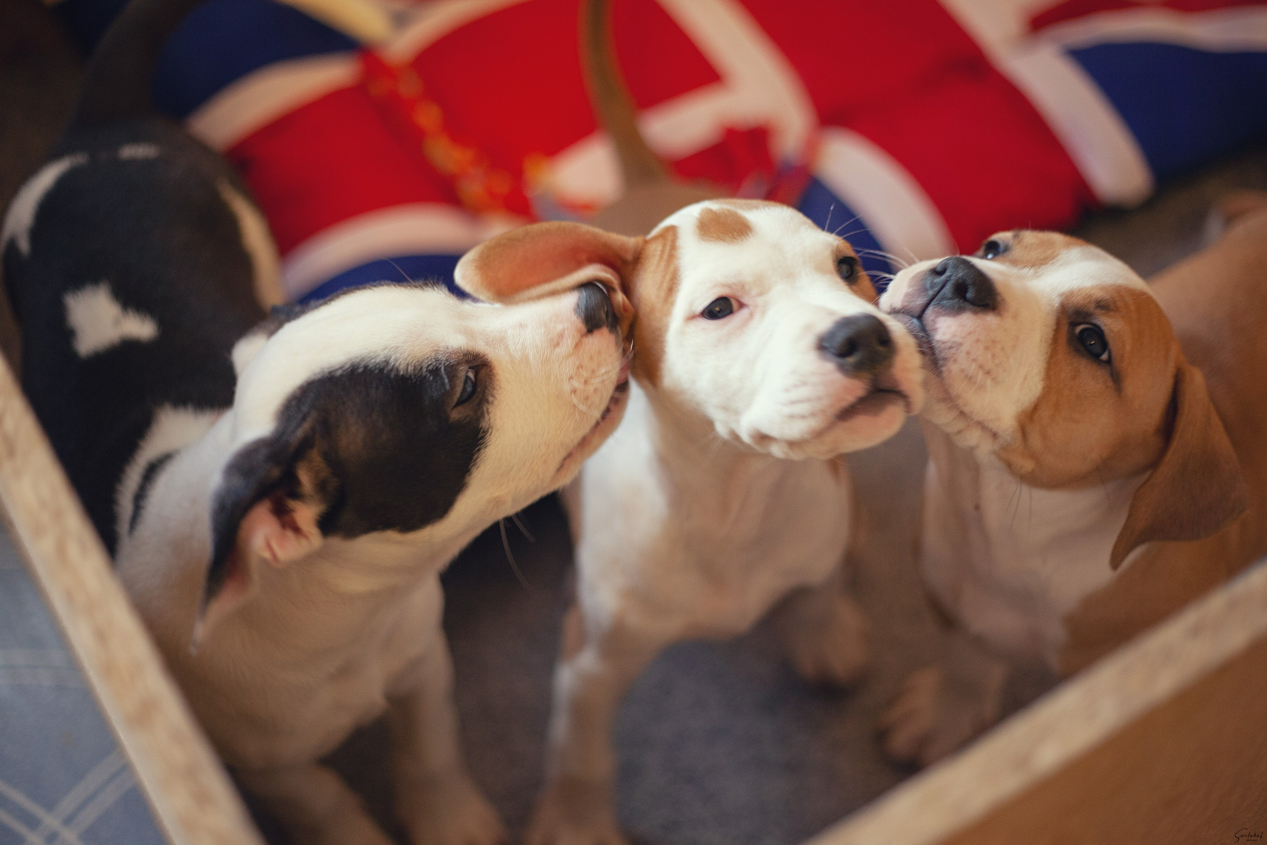Щенки. Slavilada-Лапки. Свет. Любовь… Профессиональная фотосессия питомцев Для памяти, пристройства и продажи. Хабаровск