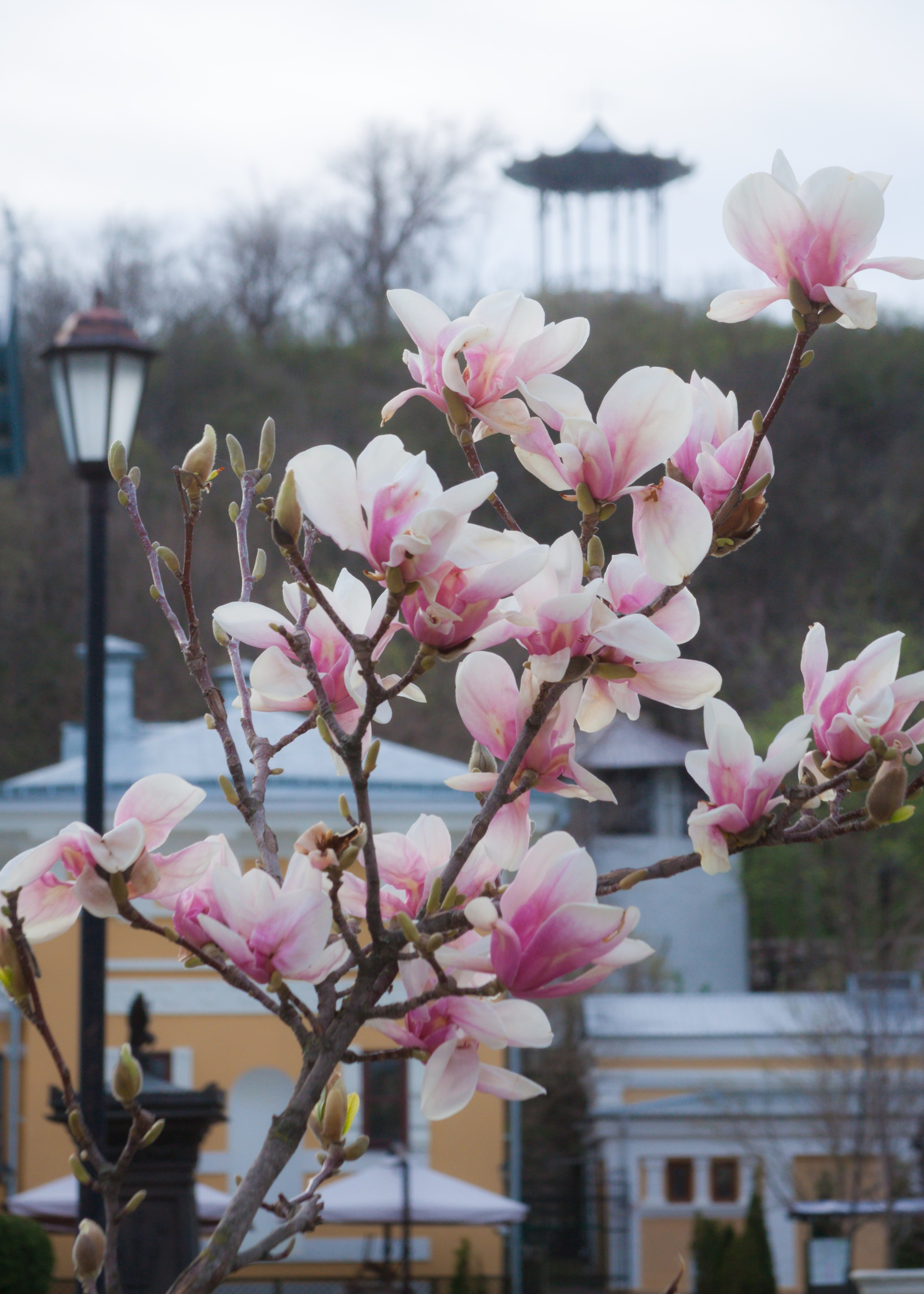 Как цветёт магнолия в Пятигорске. Пейзажный и архитектурный фотограф юга России
