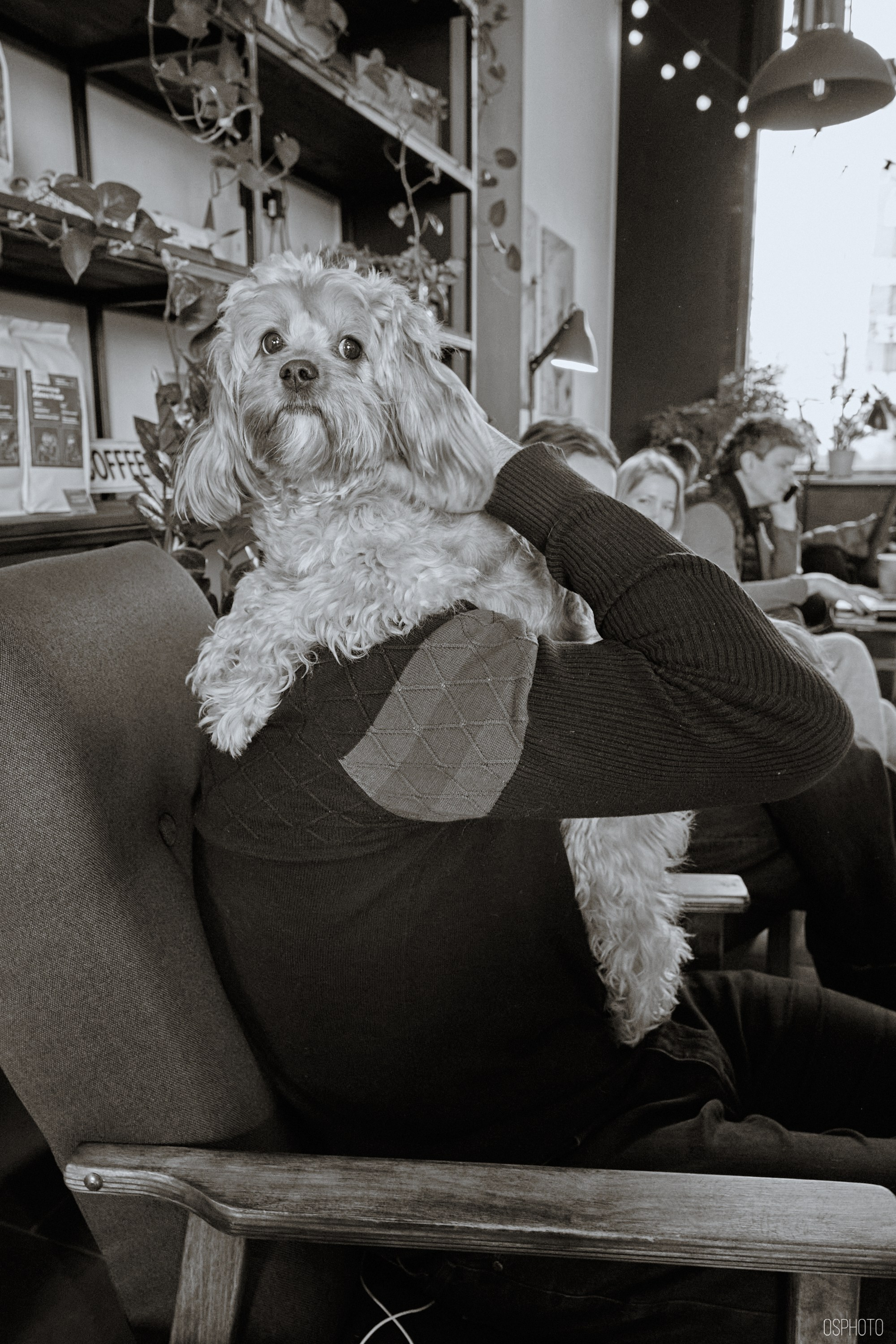 «Соседи Кофе». Микрогород в Лесу. Фотографъ Сергѣевъ. Поймать мгновеніе