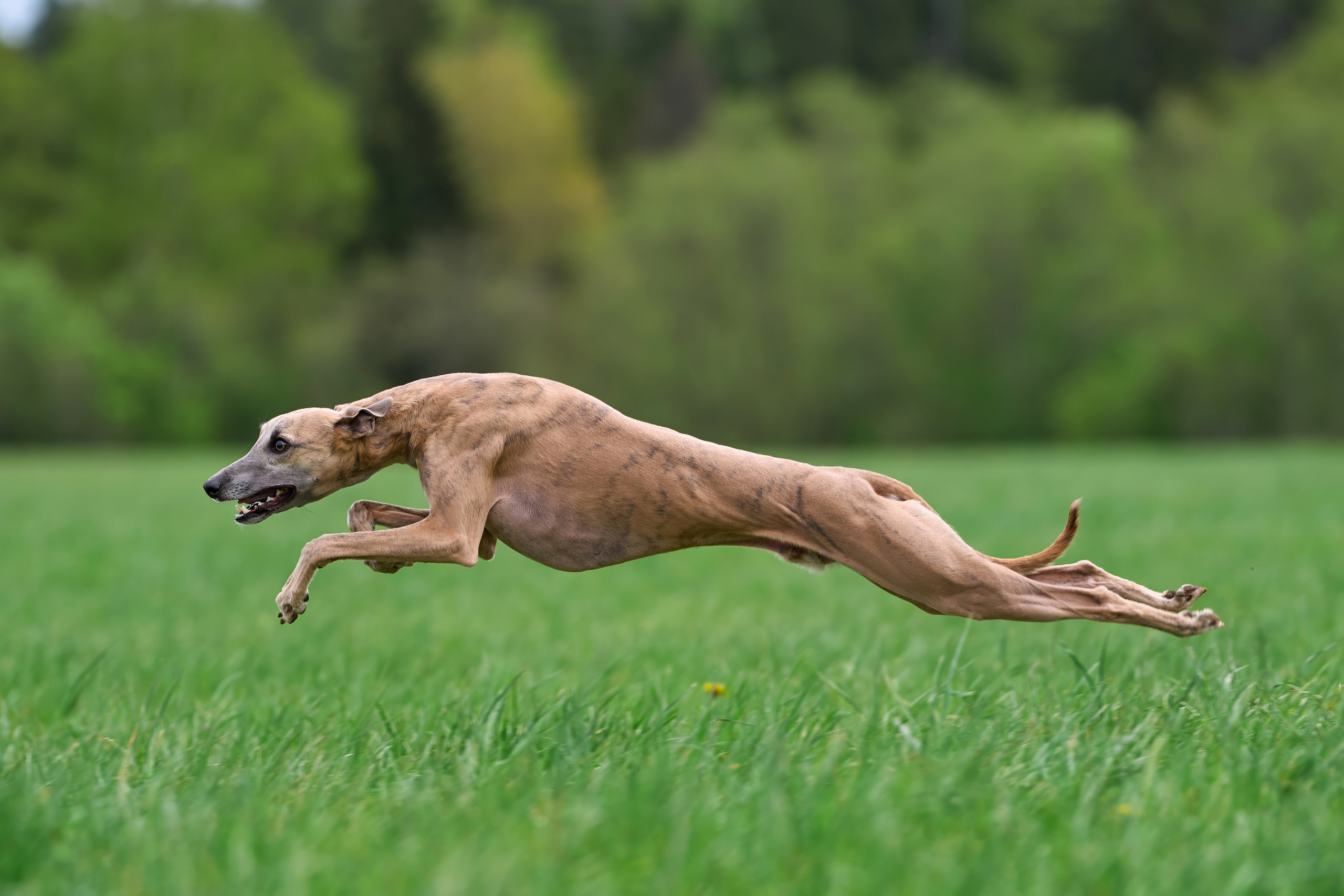 Тренировка по курсингу «на Ярославке». Фотограф-анималист Михаил Манухин