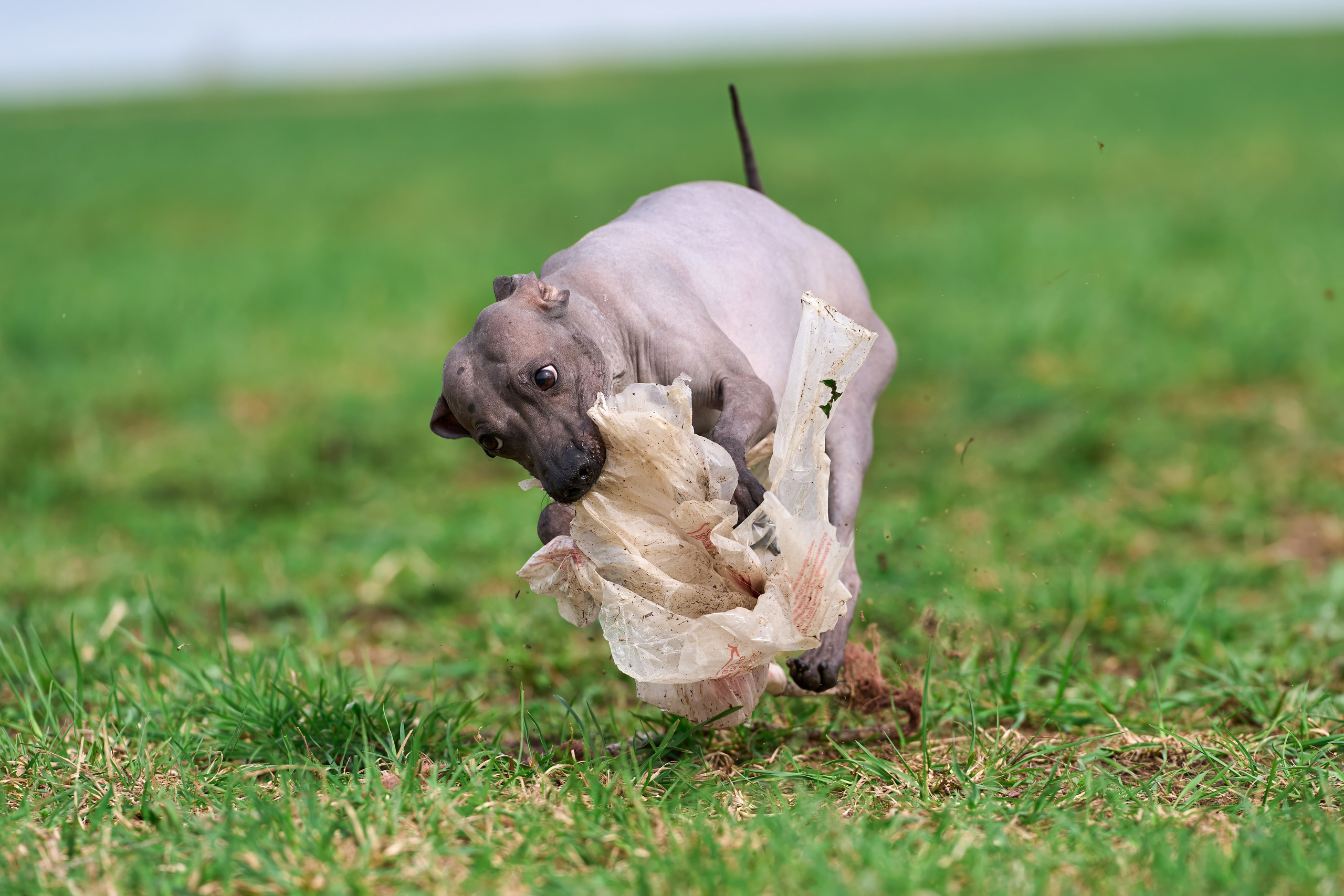 Тренировка по курсингу «на Ярославке». Фотограф-анималист Михаил Манухин