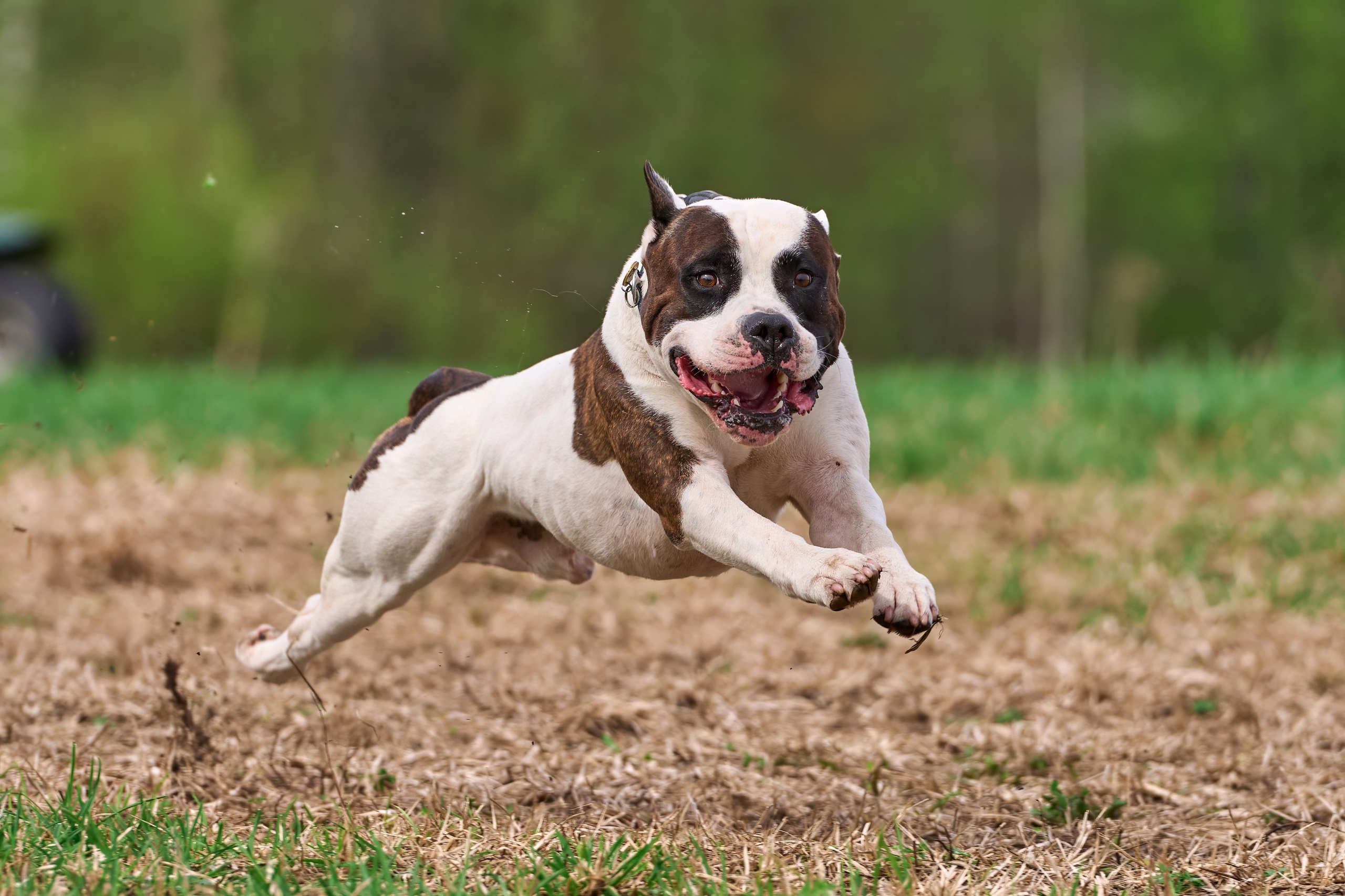 Тренировка по курсингу «на Ярославке». Фотограф-анималист Михаил Манухин