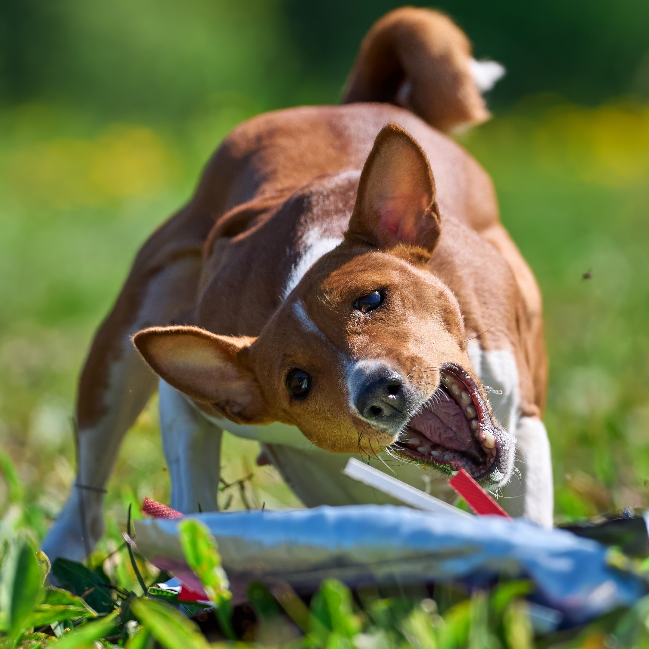 Квалификация по курсингу Донино. Фотограф-анималист Михаил Манухин