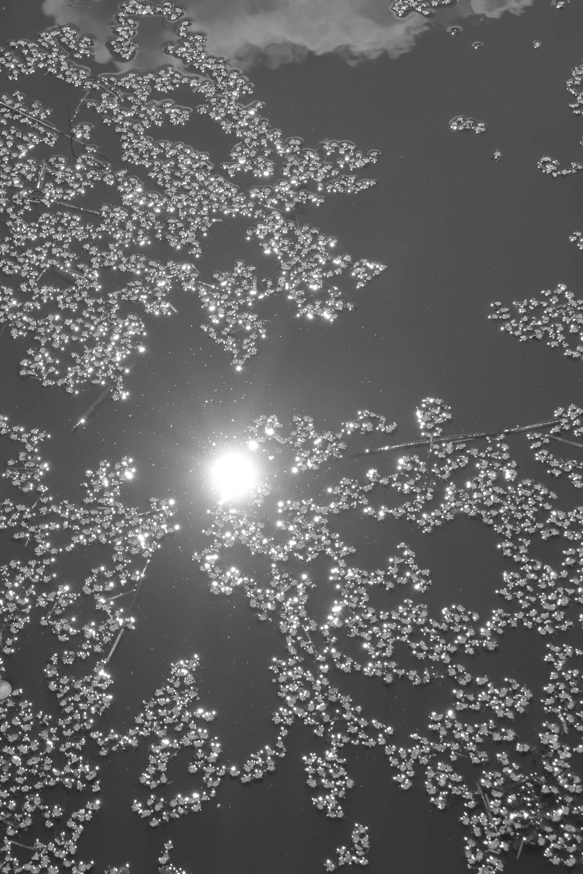 About fish. Maria Pilkevich