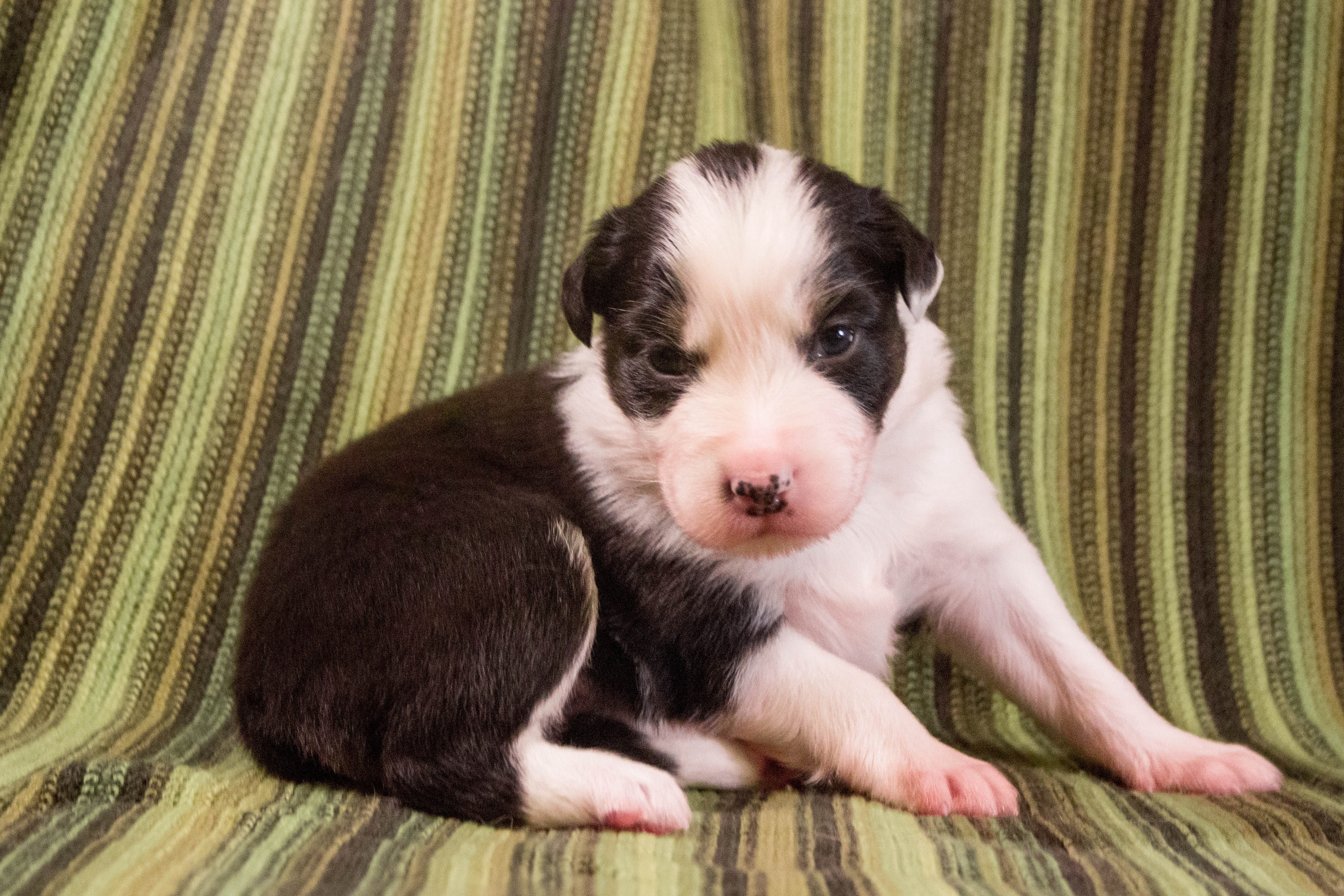 Ива. BLGKV питомник собак