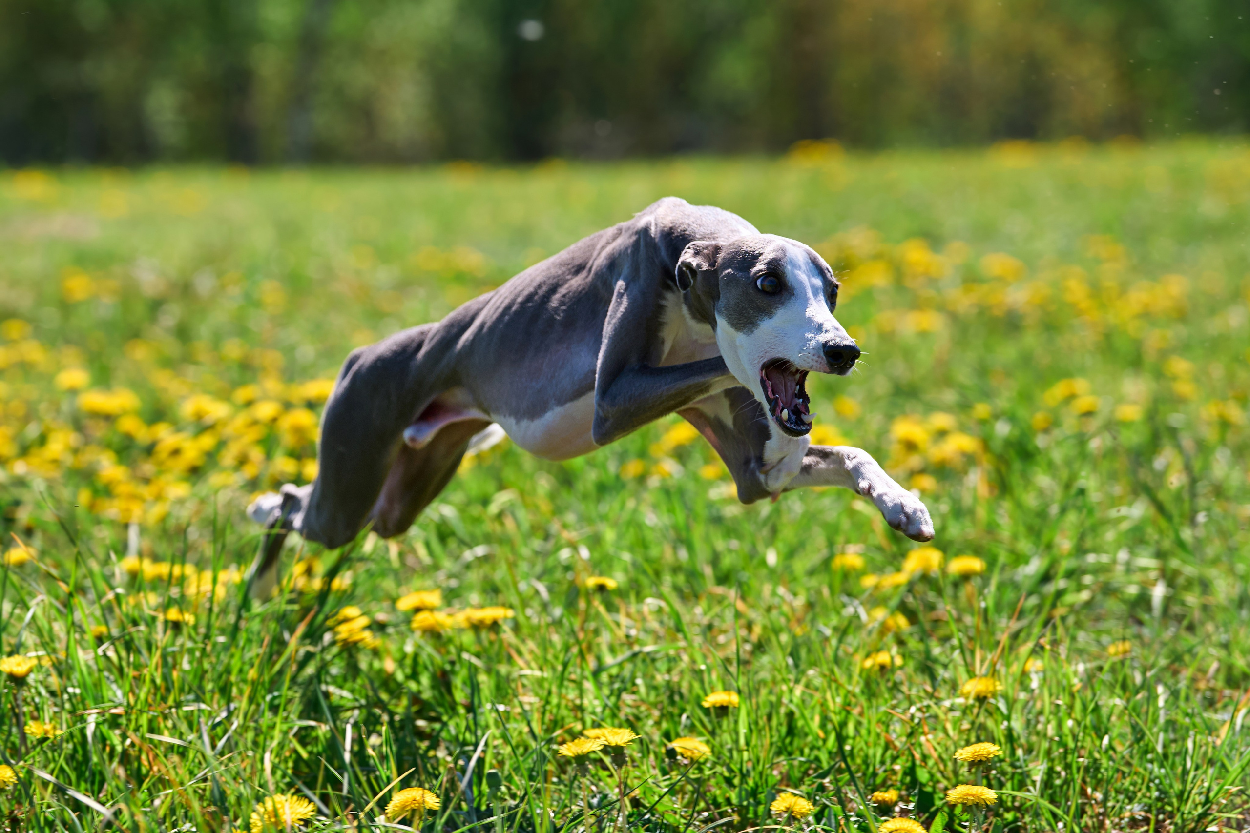 Тренировка по курсингу «на Ярославке». Фотограф-анималист Михаил Манухин