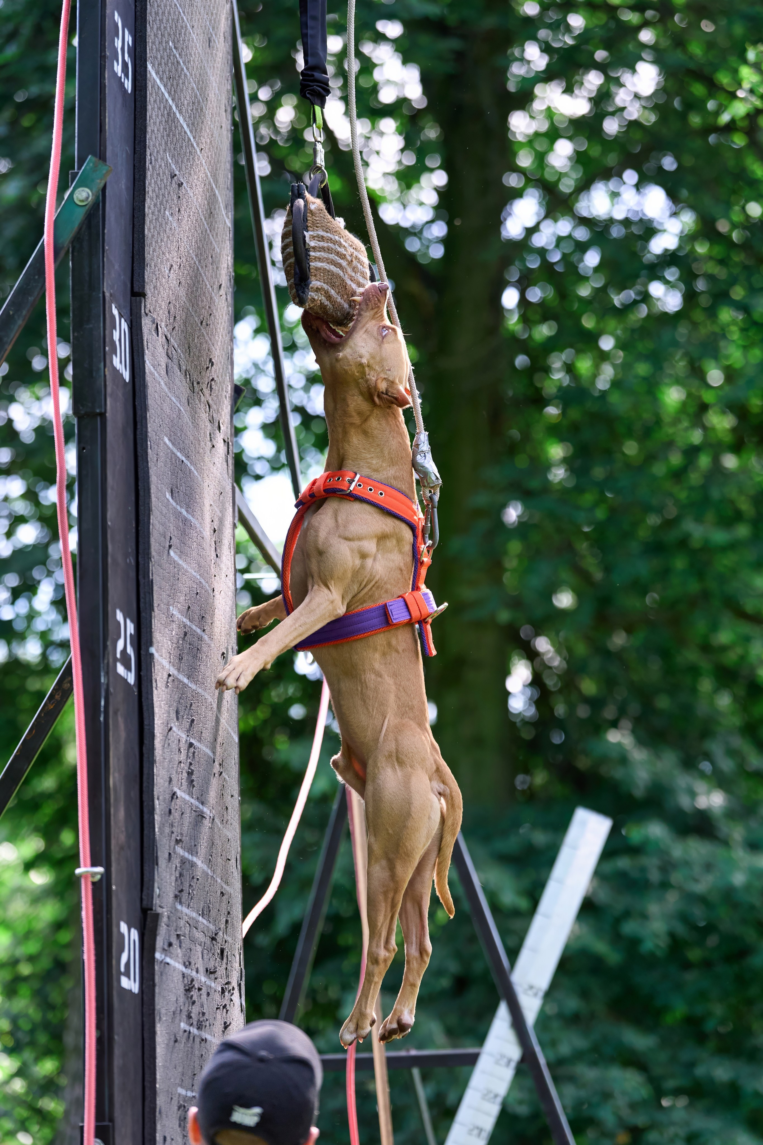 Двухдневные соревнования «Jump'n'Gym Fest — 2024». Фотограф-анималист Михаил Манухин
