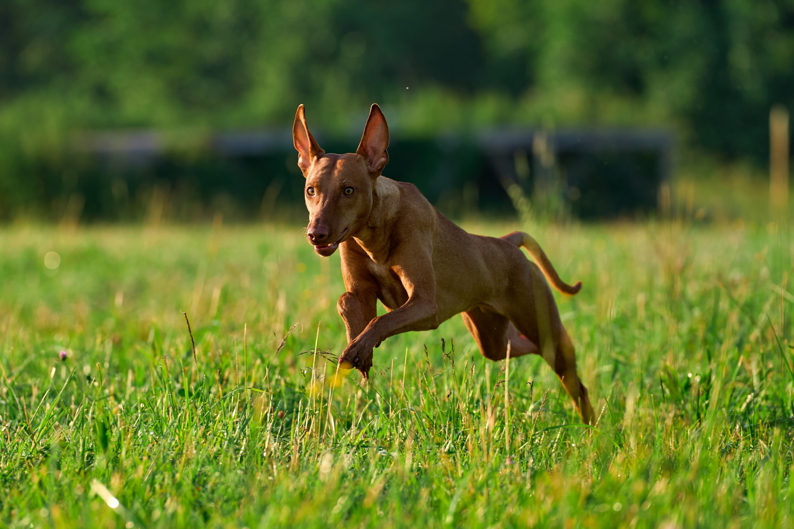 Тренировка по курсингу Донино. Фотограф-анималист Михаил Манухин