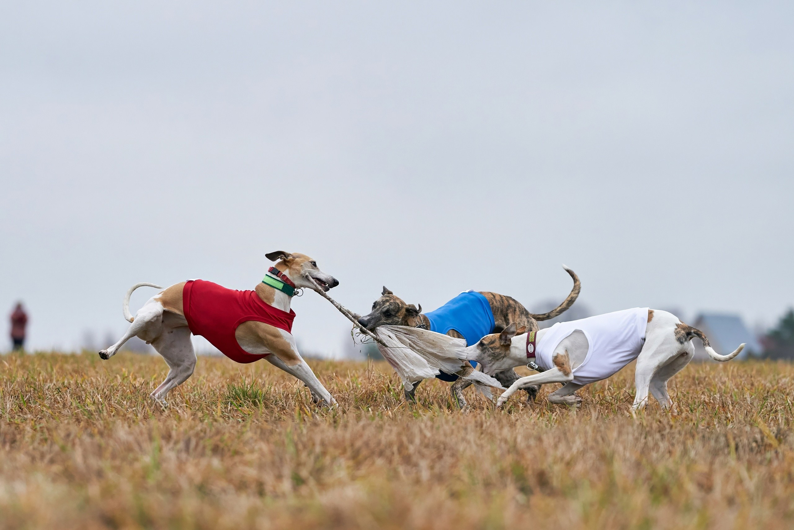 Состязания свор «Тройки». Фотограф-анималист Михаил Манухин