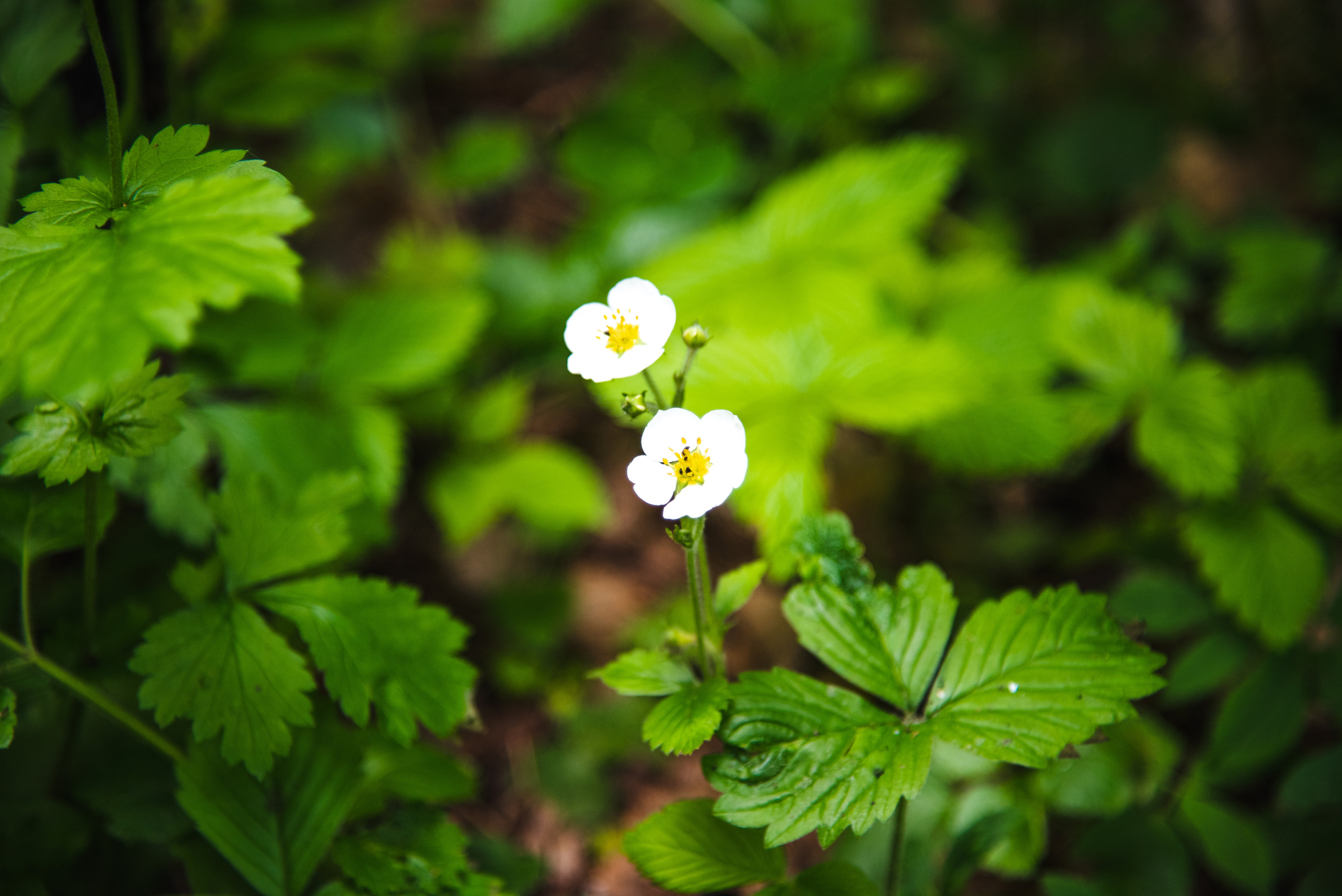 Фотограф Максим Серебряков Москва
