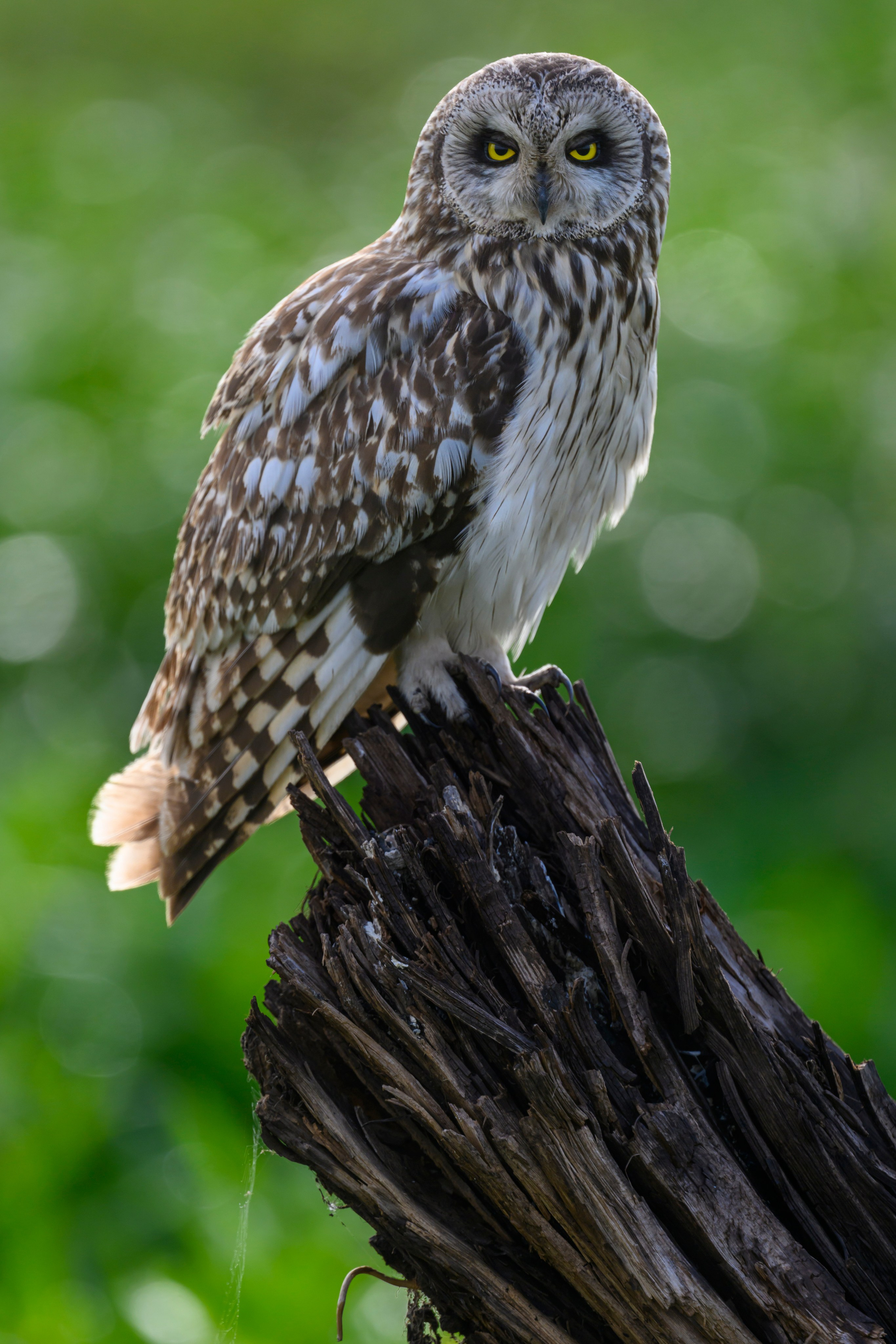 Сова на рассвете. Owl at dawn. Wildlife photography by Sergey Puponin