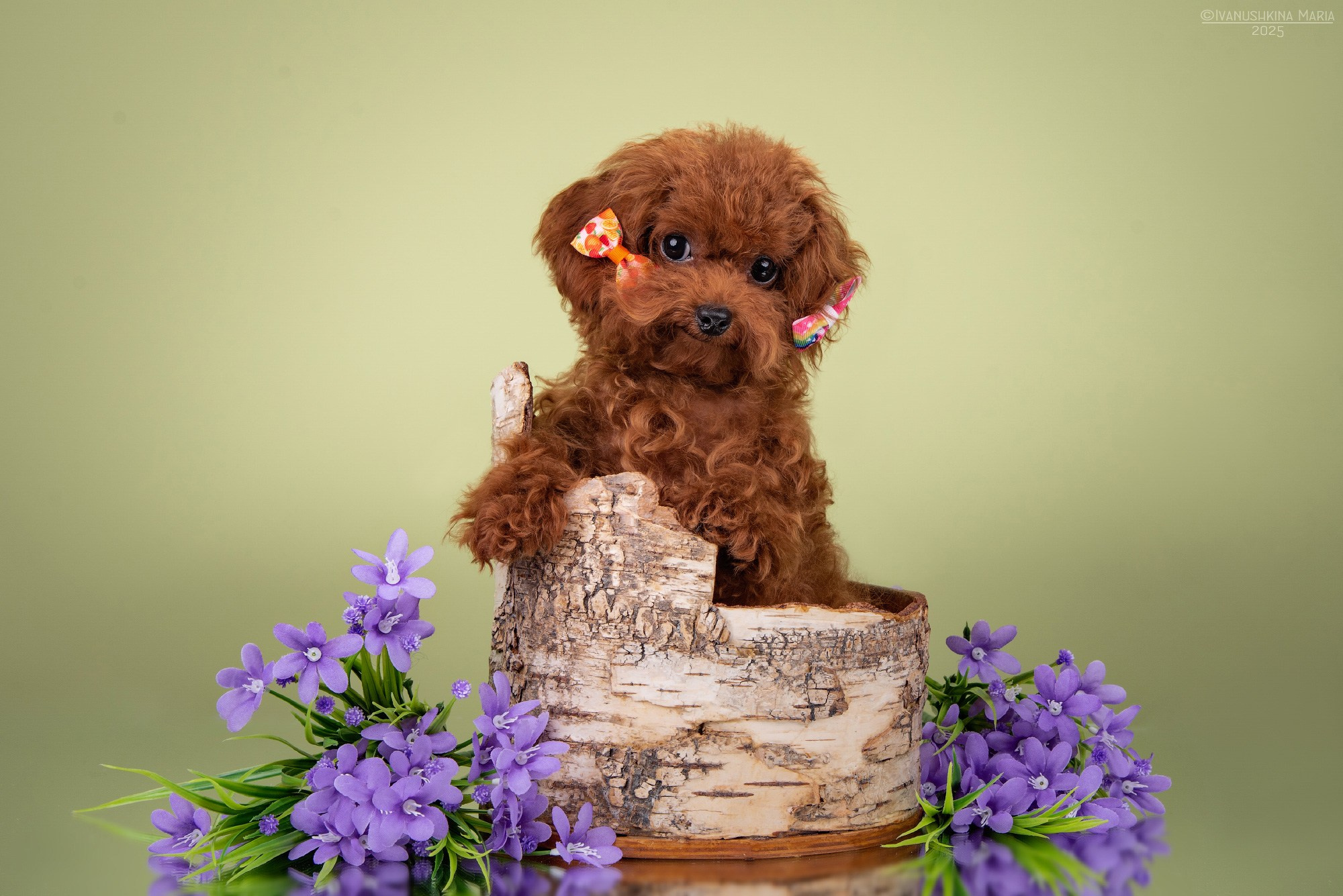 щенок пуделя