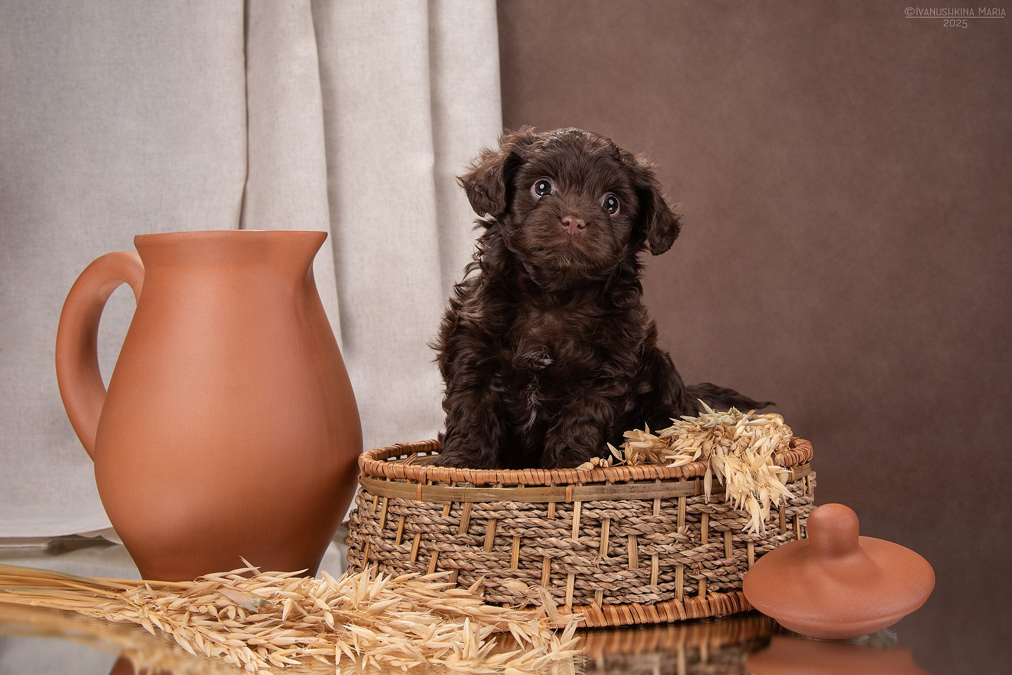 Фотосессия щенков на фонах. Фотограф собак в Москве и Московской области Иванушкина Мария