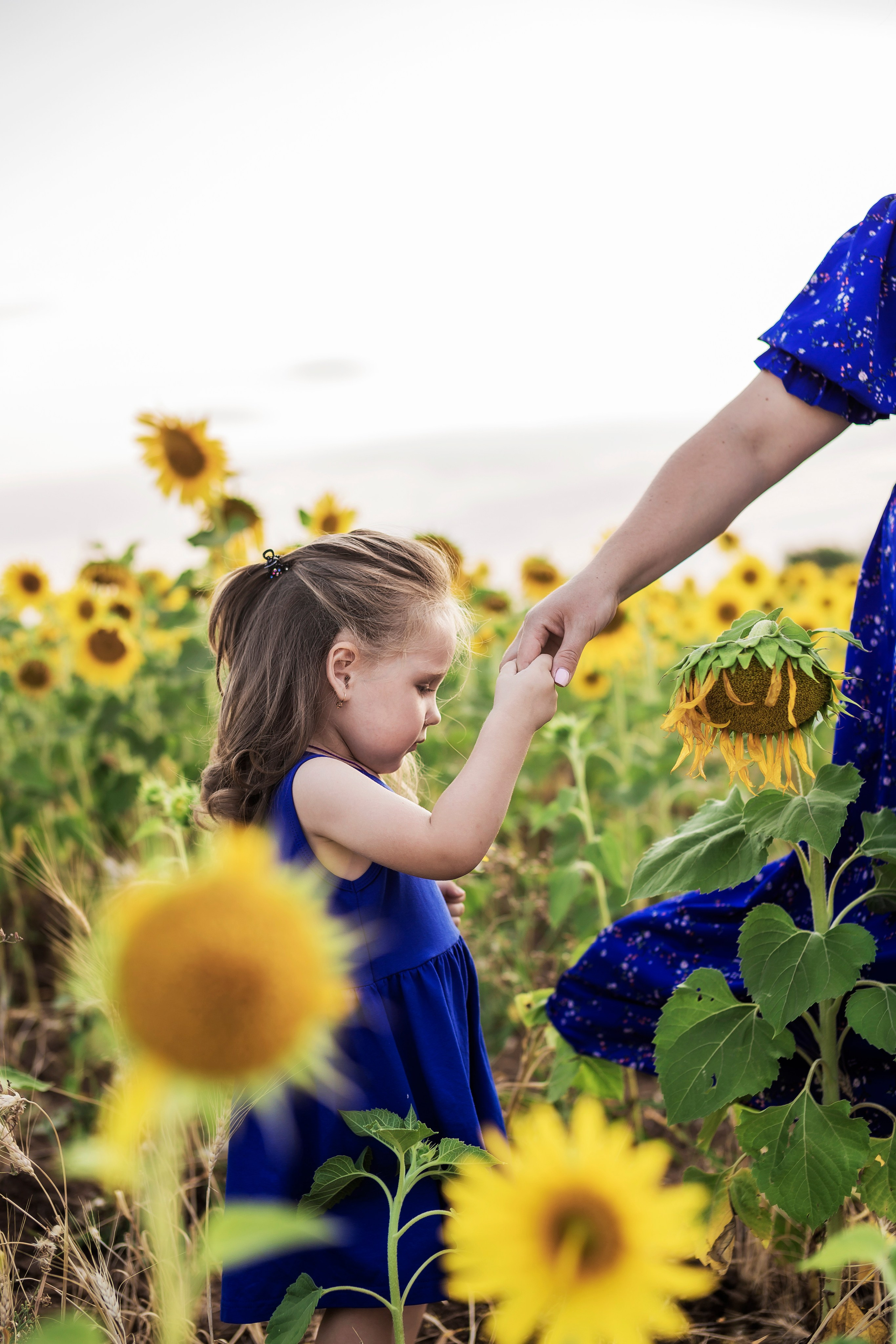 Фото в подсолнухах. Семейный фотограф в Саратове