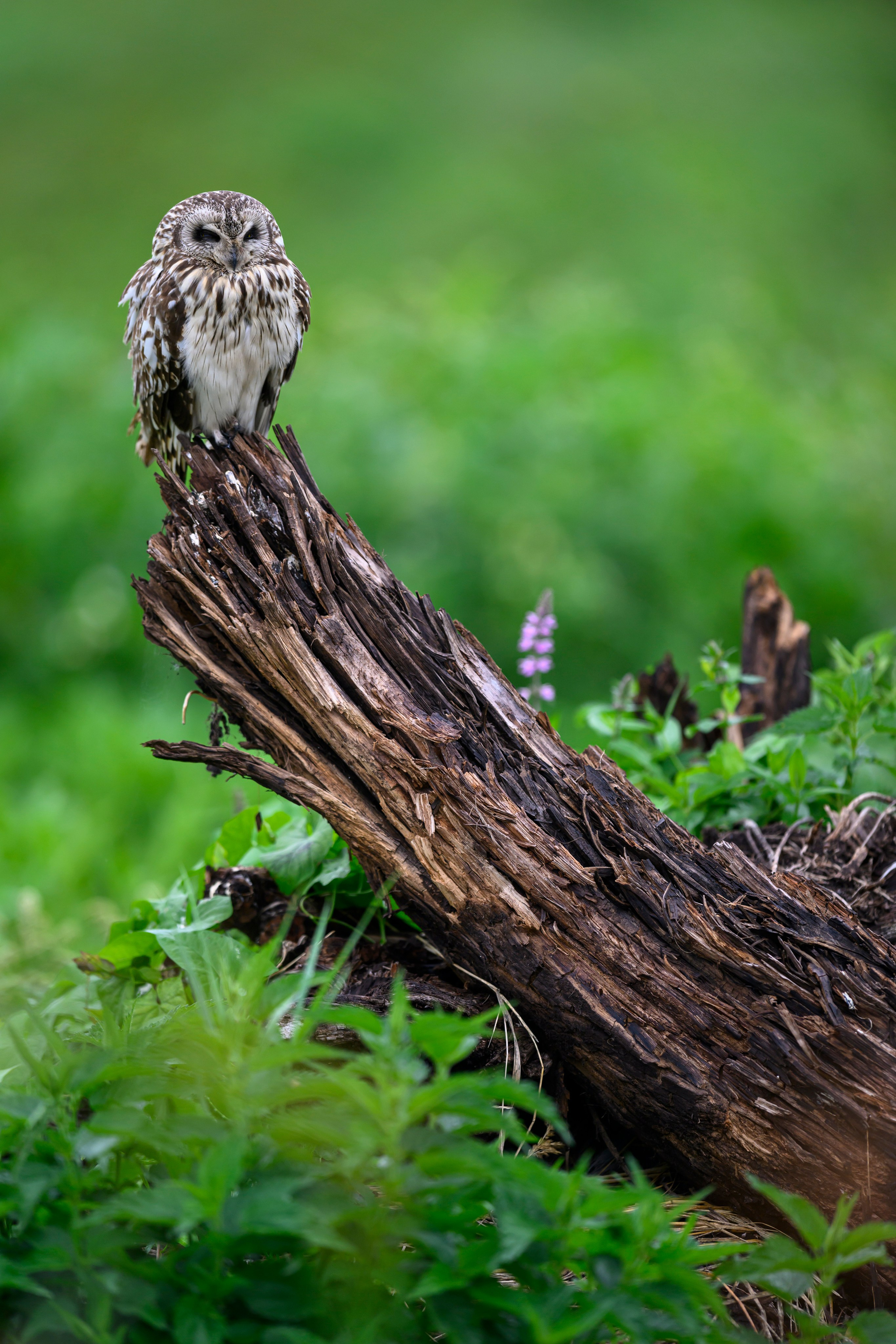 Мэрилин Монро | Marilyn Monroe. Фотограф Сергей Пупонин
