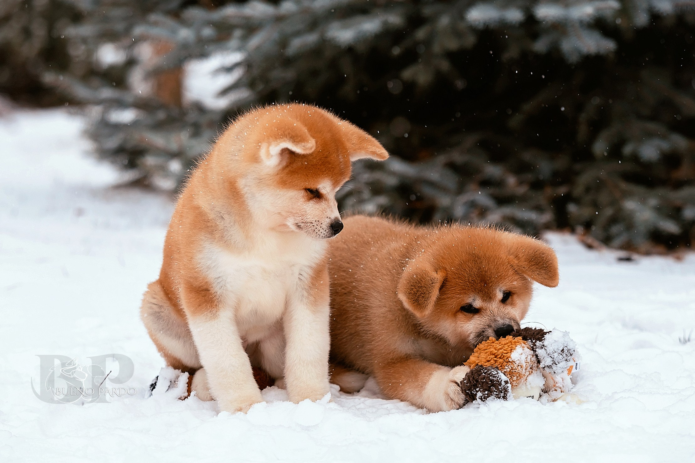 Щенки японской акита ину из питомника. Питомник собак Акита, Хаски, Корги