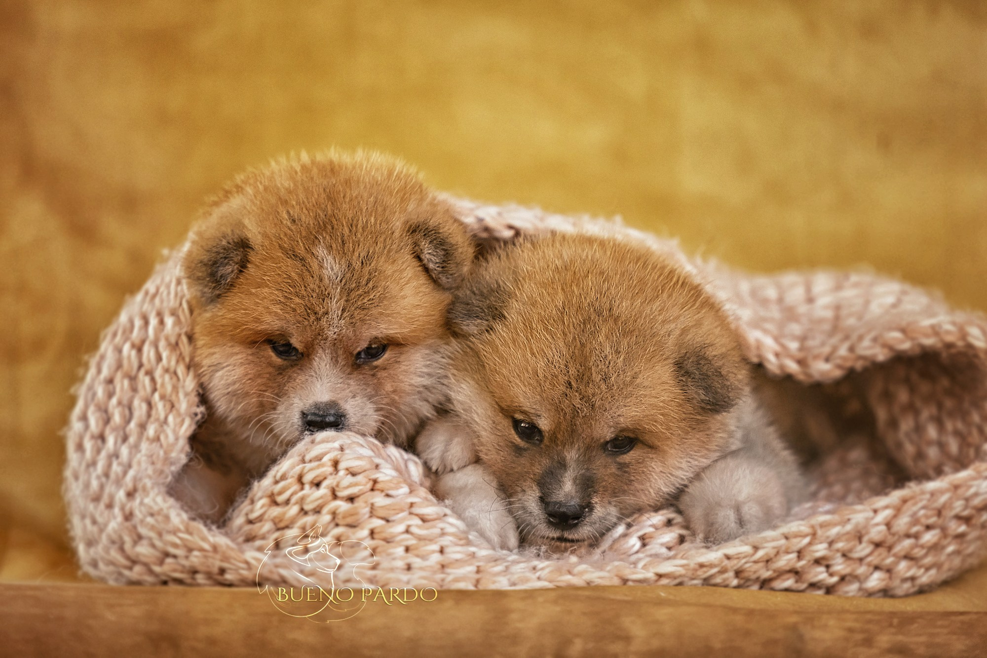 Щенки японской акита ину из питомника. Питомник собак Акита, Хаски, Корги