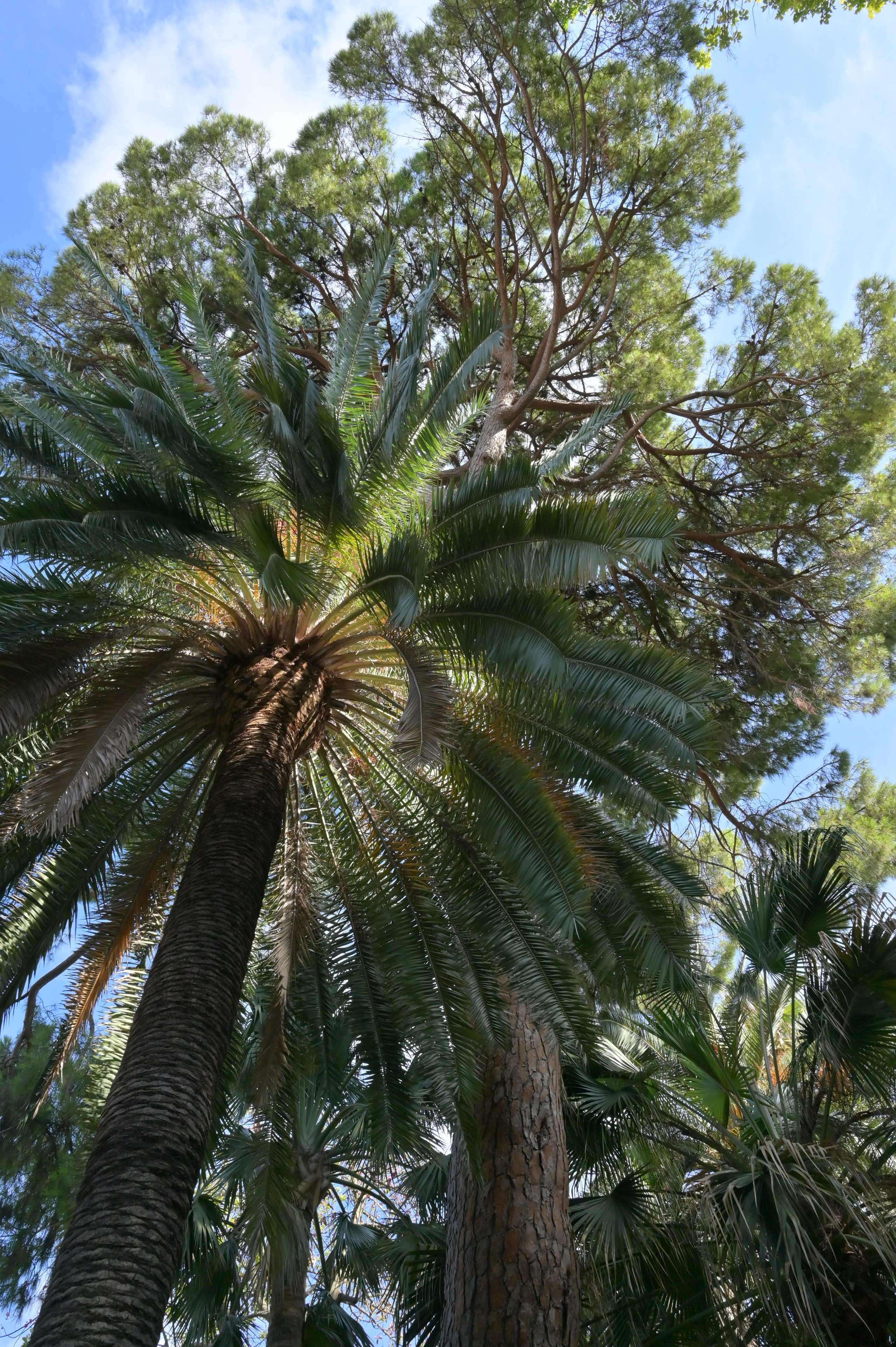 Ботанический сад в Валенсии — старейший в Европе. Гид и фотограф в Валенсии Новиков Михаил