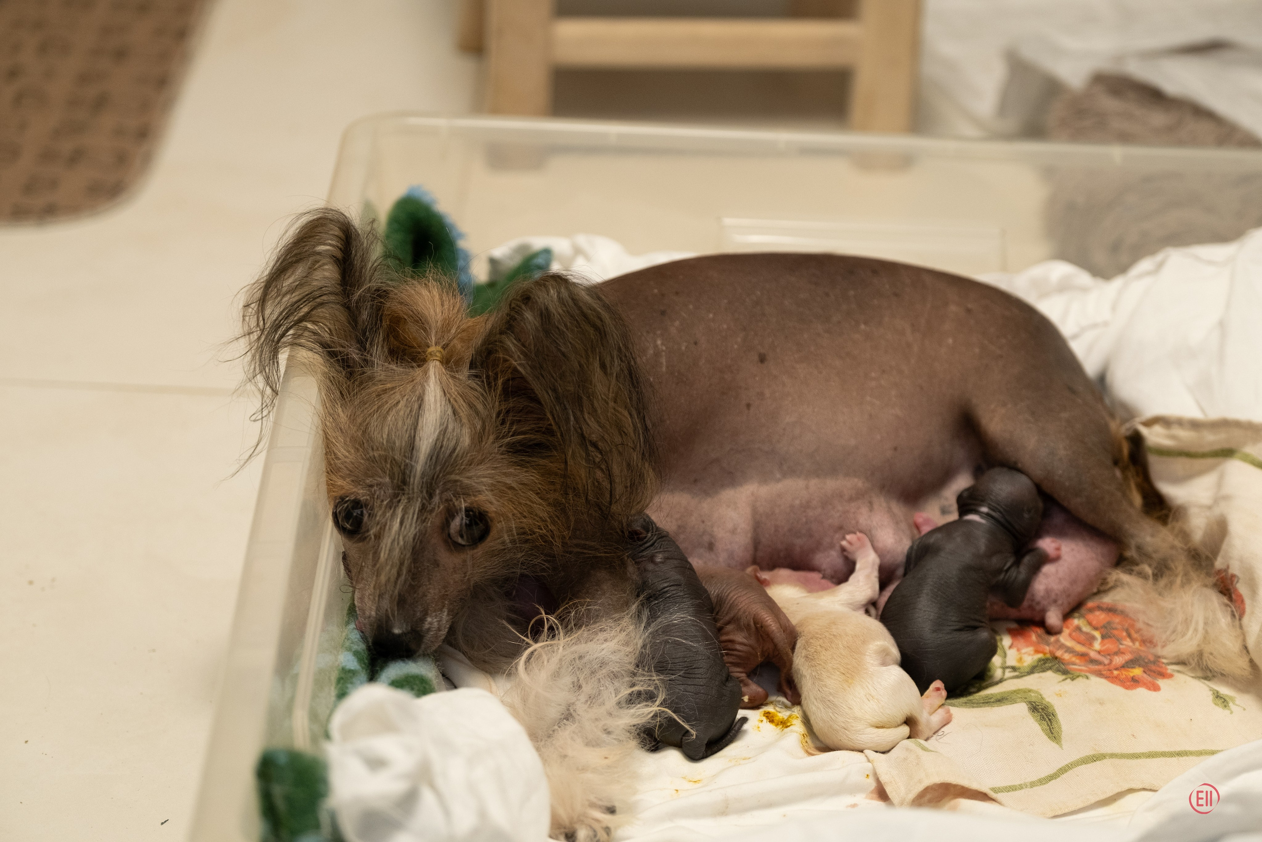 Помёт E | 20.07.2026. Poale Ell Chinese Crested Dog Kennel: Buy a puppy from the kennel