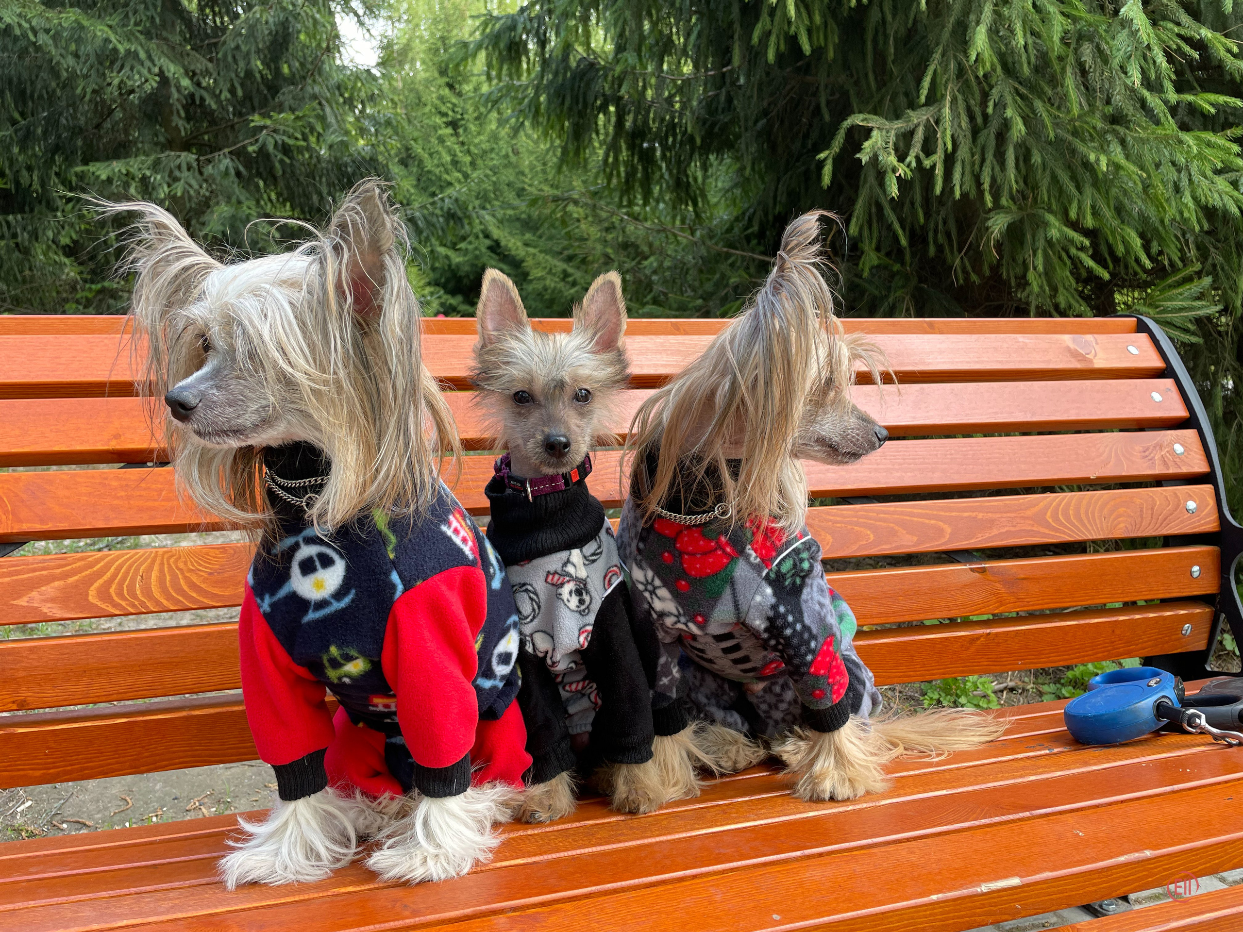 Emma, first time in the park. Poale Ell Chinese Crested Dog Kennel: Buy a puppy from the kennel