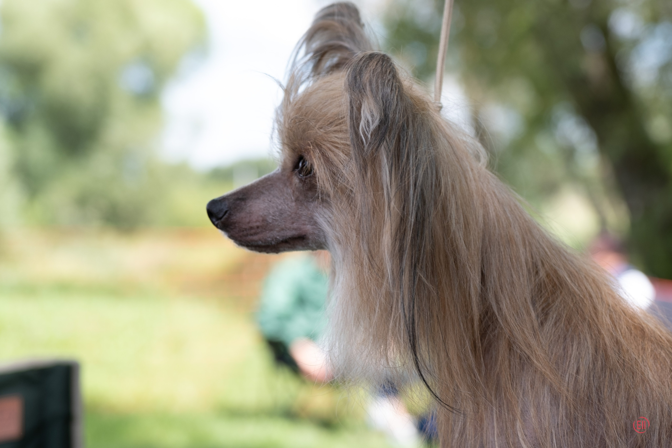 Poale Ell Cooper. Chinese Crested Dog Kennel Poale Ell