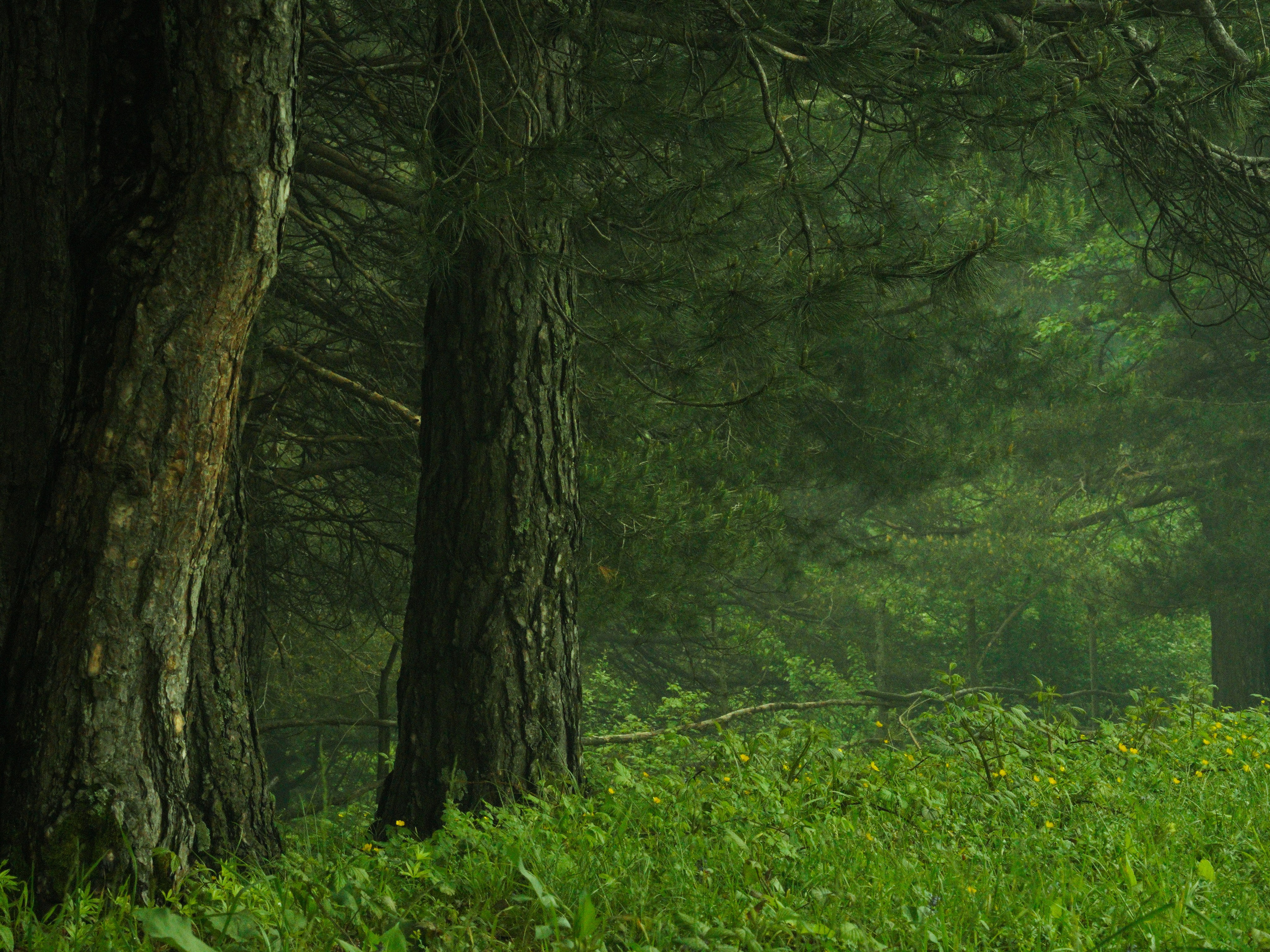 Худший фотограф из Чеченской республики!