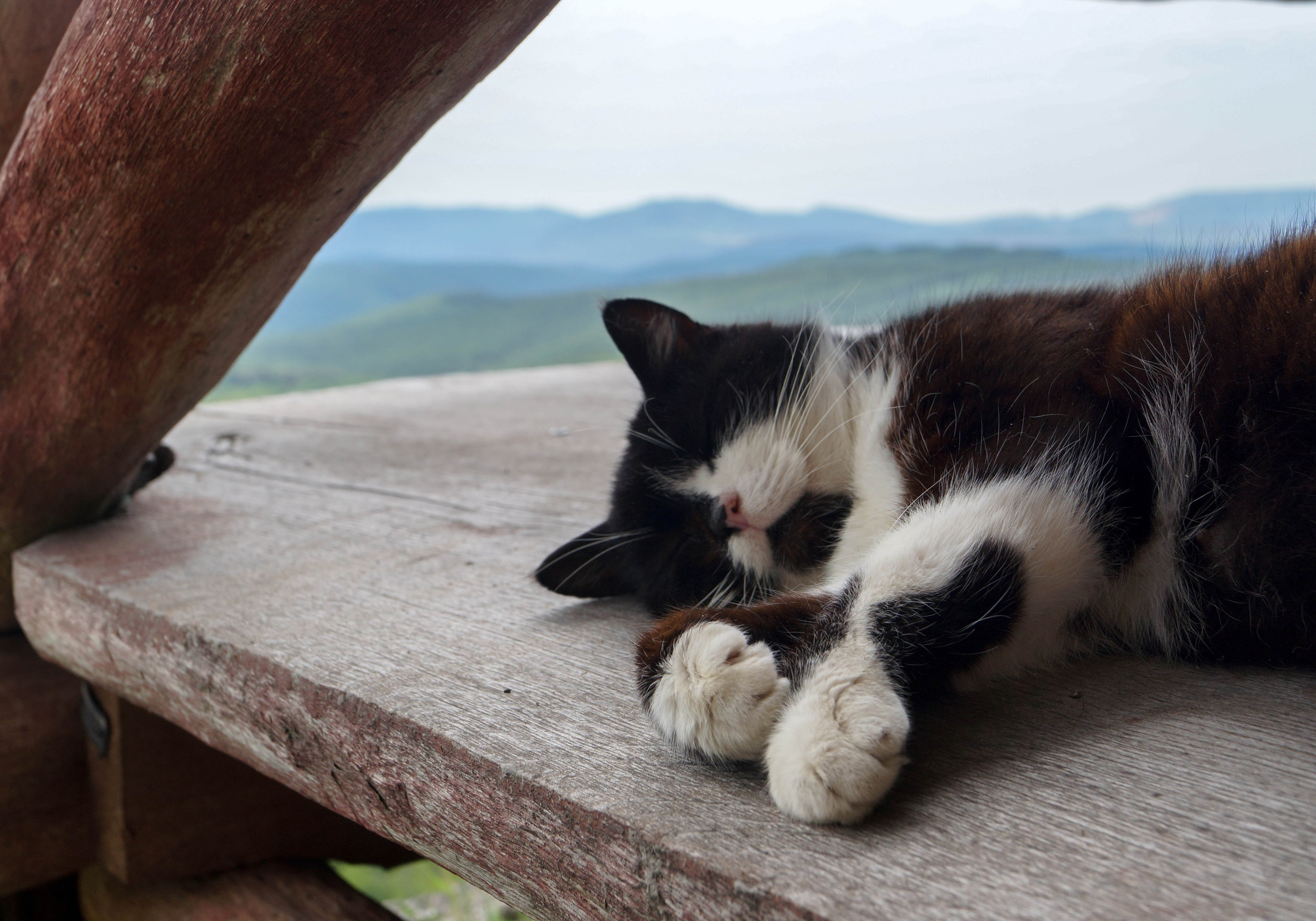 Автор: Мария Кокорина