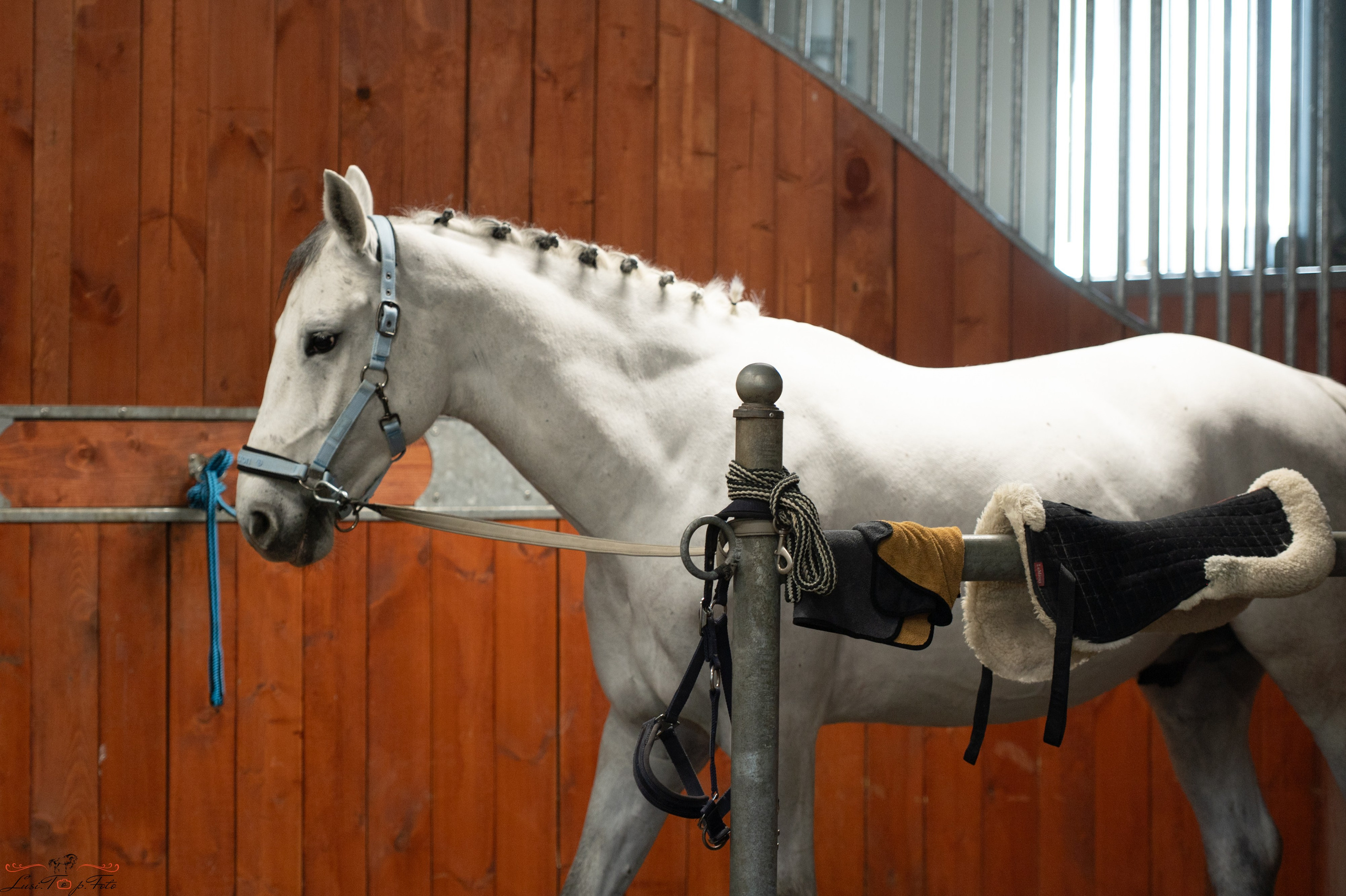 Эквипарк 6 этап Кубка Клубов. Конный и фотограф с животными в Твери Топталова Люся