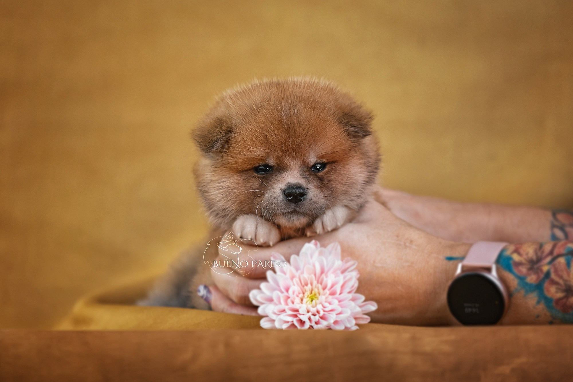 Щенки японской акита ину из питомника. Питомник собак Акита, Хаски, Корги