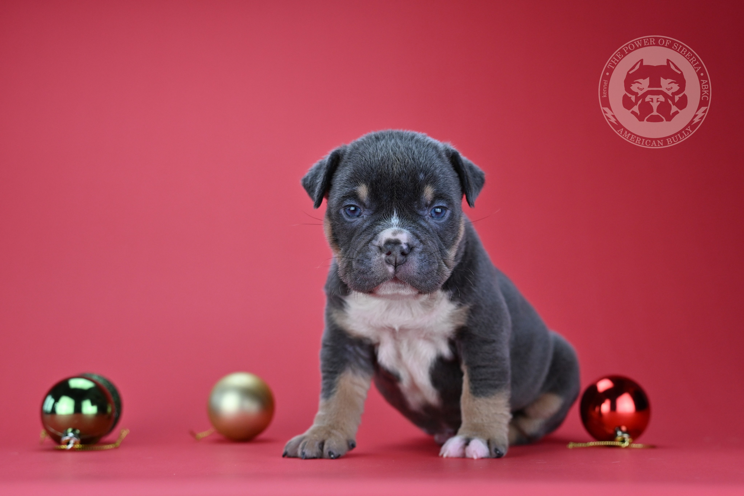 Все свободные щенки. Американский Булли в г. Ростов-на-Дону. Питомник THE POWER OF SIBERIA
