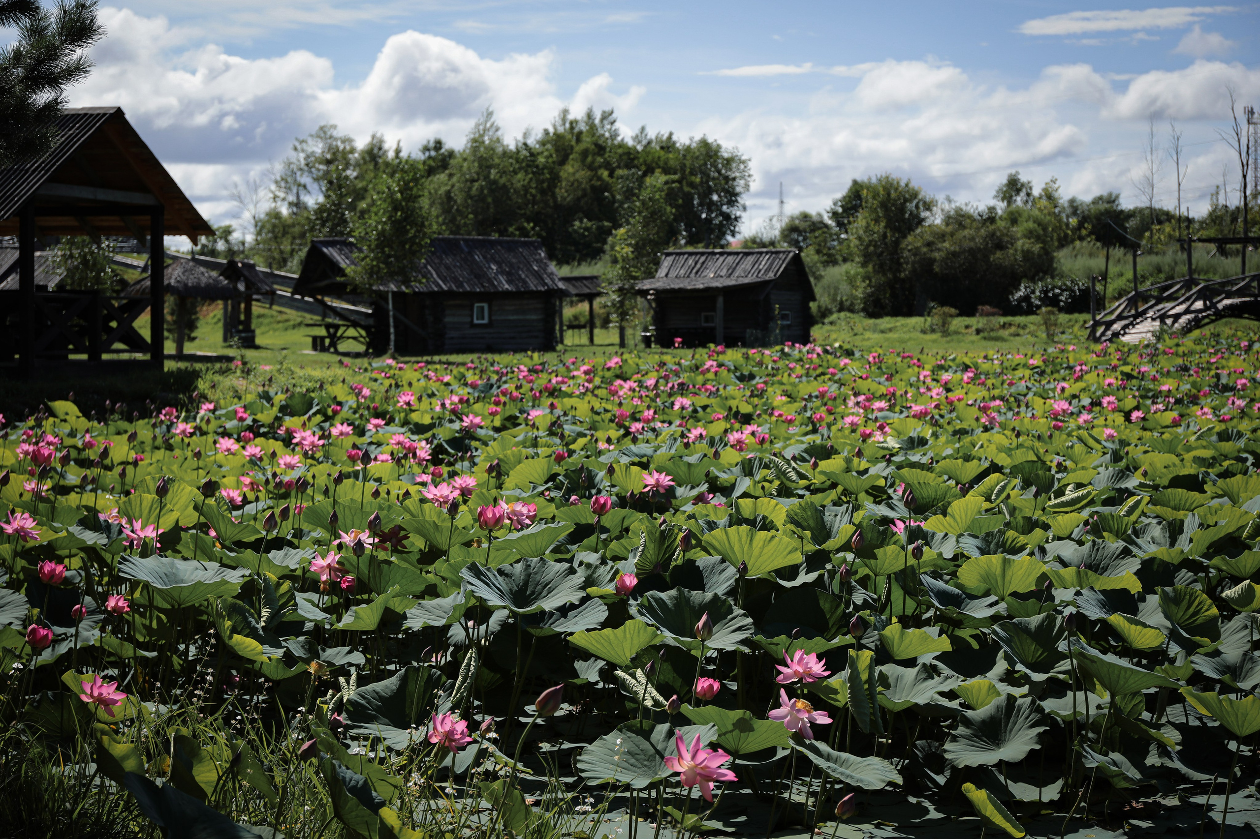 Фотосессия «В ЛОТОСАХ». Фотограф г. Хабаровск. Семейные и индивидуальные съёмки