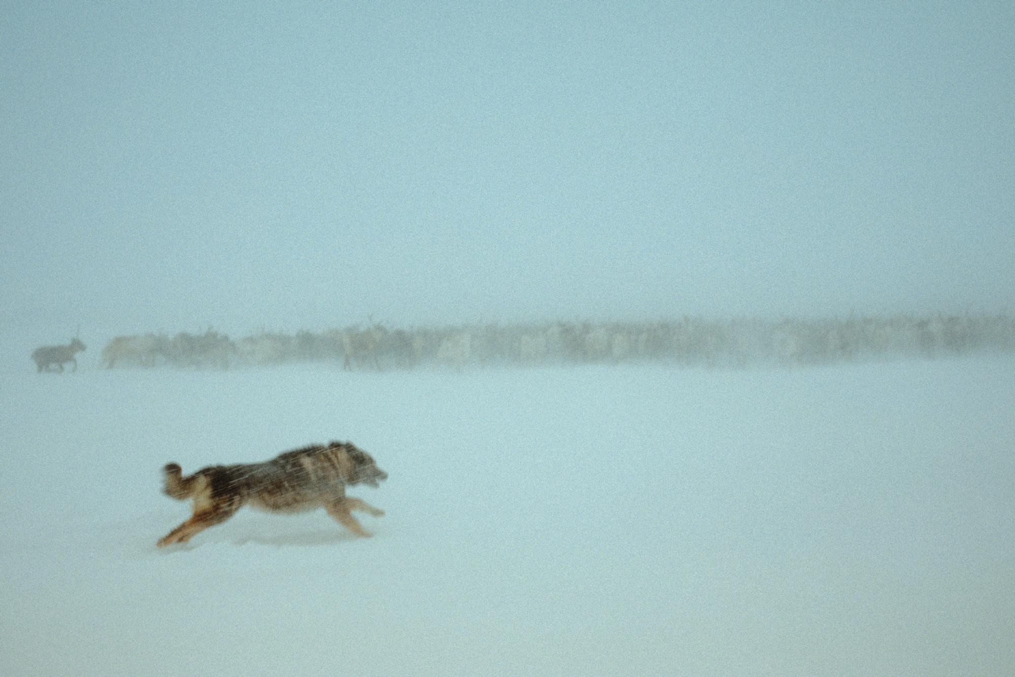 Кораль. Путешествие на север к оленям. TOP. Репортажный фотограф в Сочи — Михаил Мордасов
