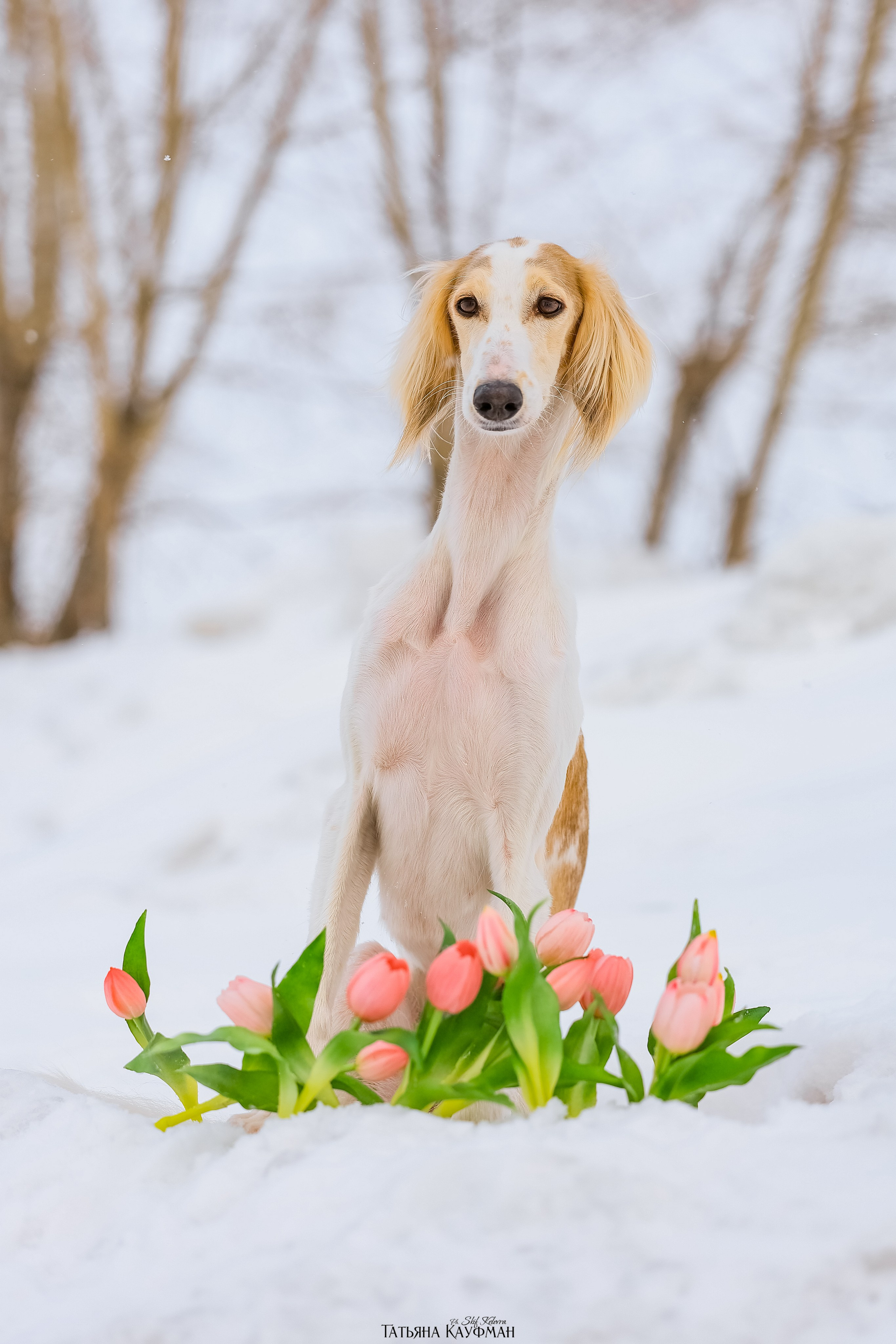 Салюки Флай и Лира. Фотограф Анималист из Новосибирска Татьяна Кауфман