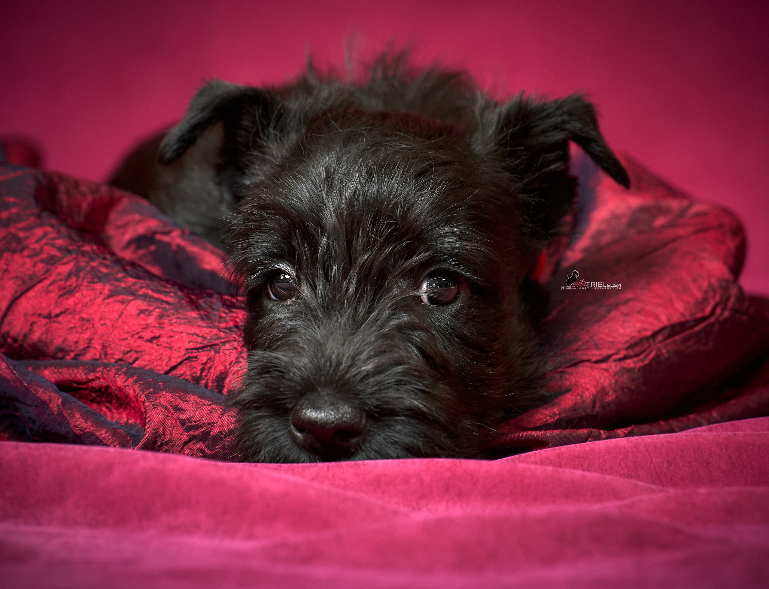 портрет щенка съемка дома